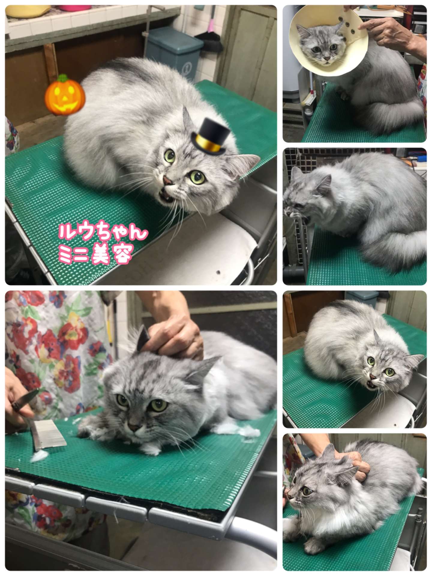 #猫美容　#ミニ美容　#猫　#猫爪切り　#ルウちゃん　#リキくん