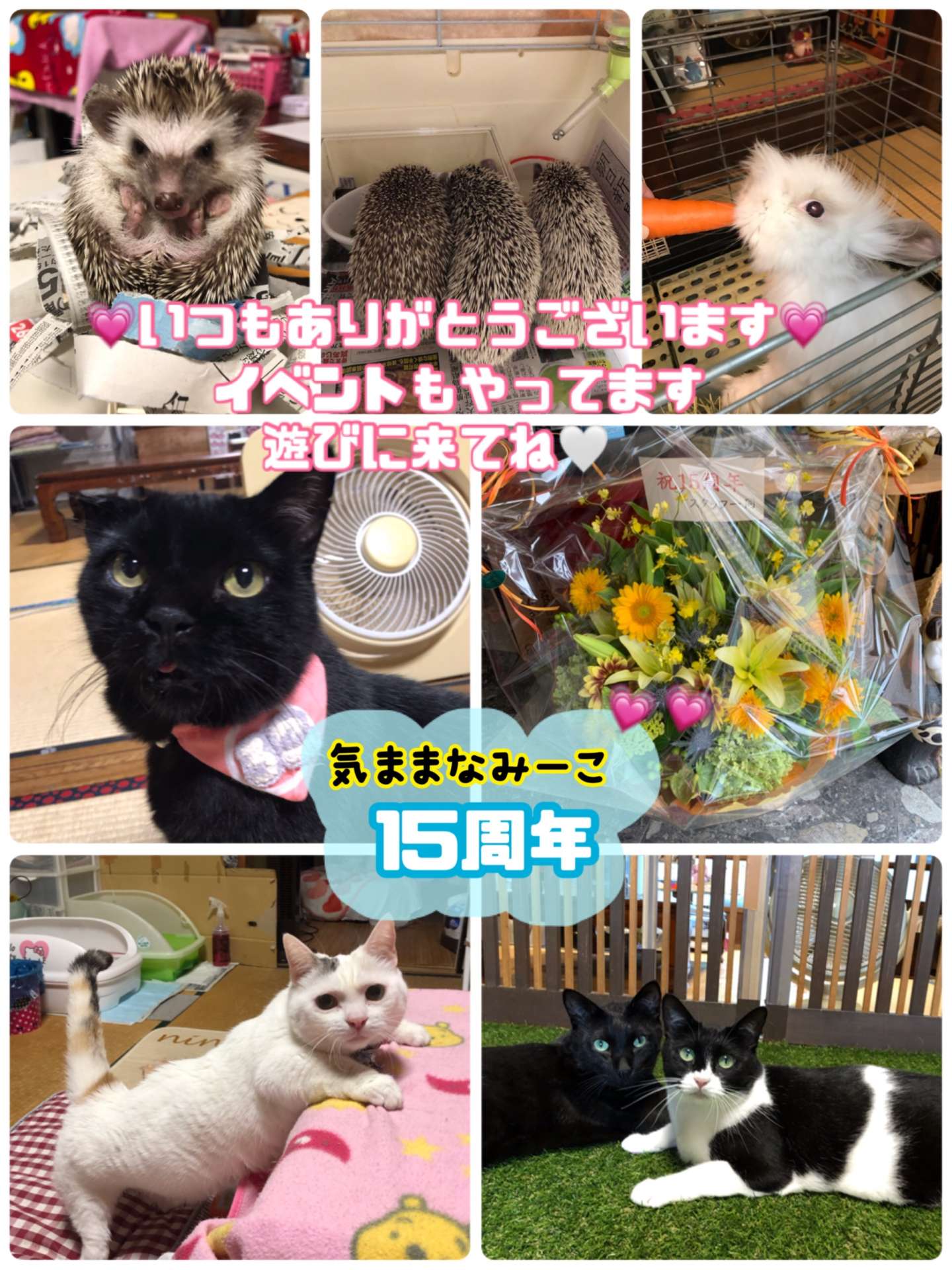 #気ままなみーこ15周年　#猫　#保護猫