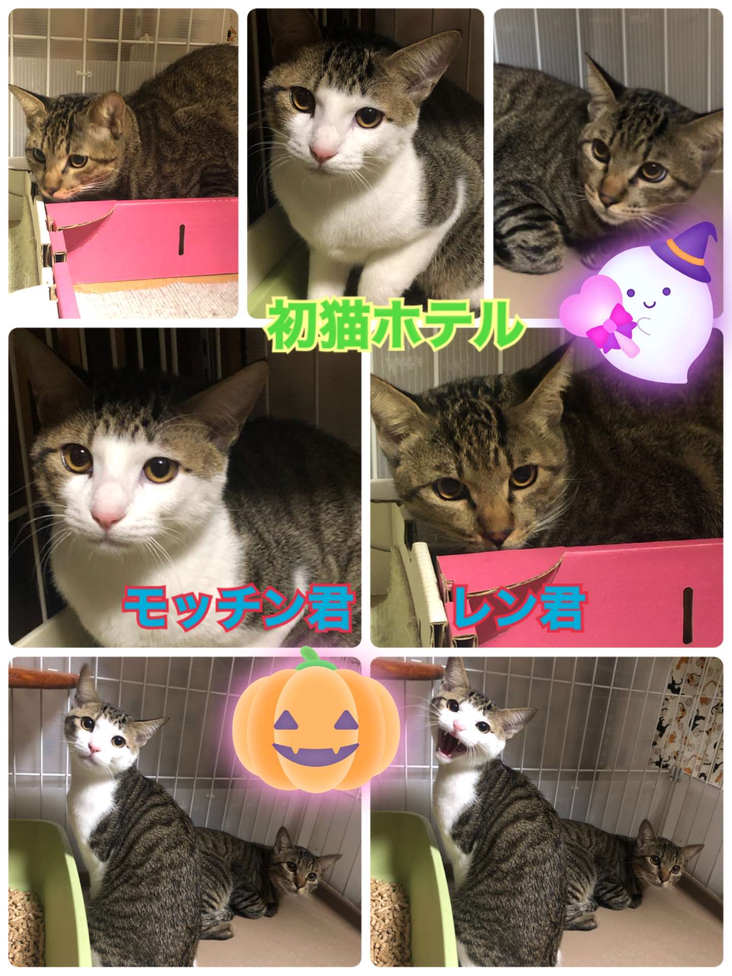 ＃初＃猫ホテル＃レン君とモッチン＃仲良し兄弟