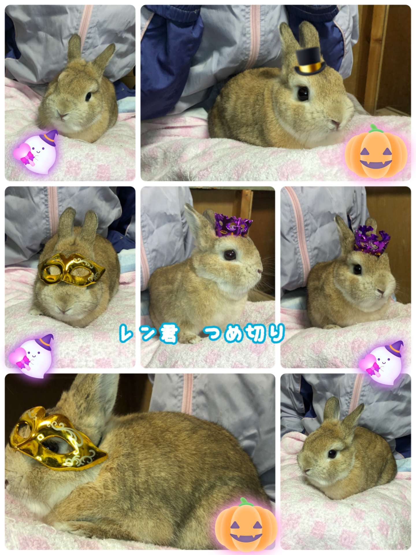 #うさぎ爪切り　#うさぎ　#ミニ美容　#レン君