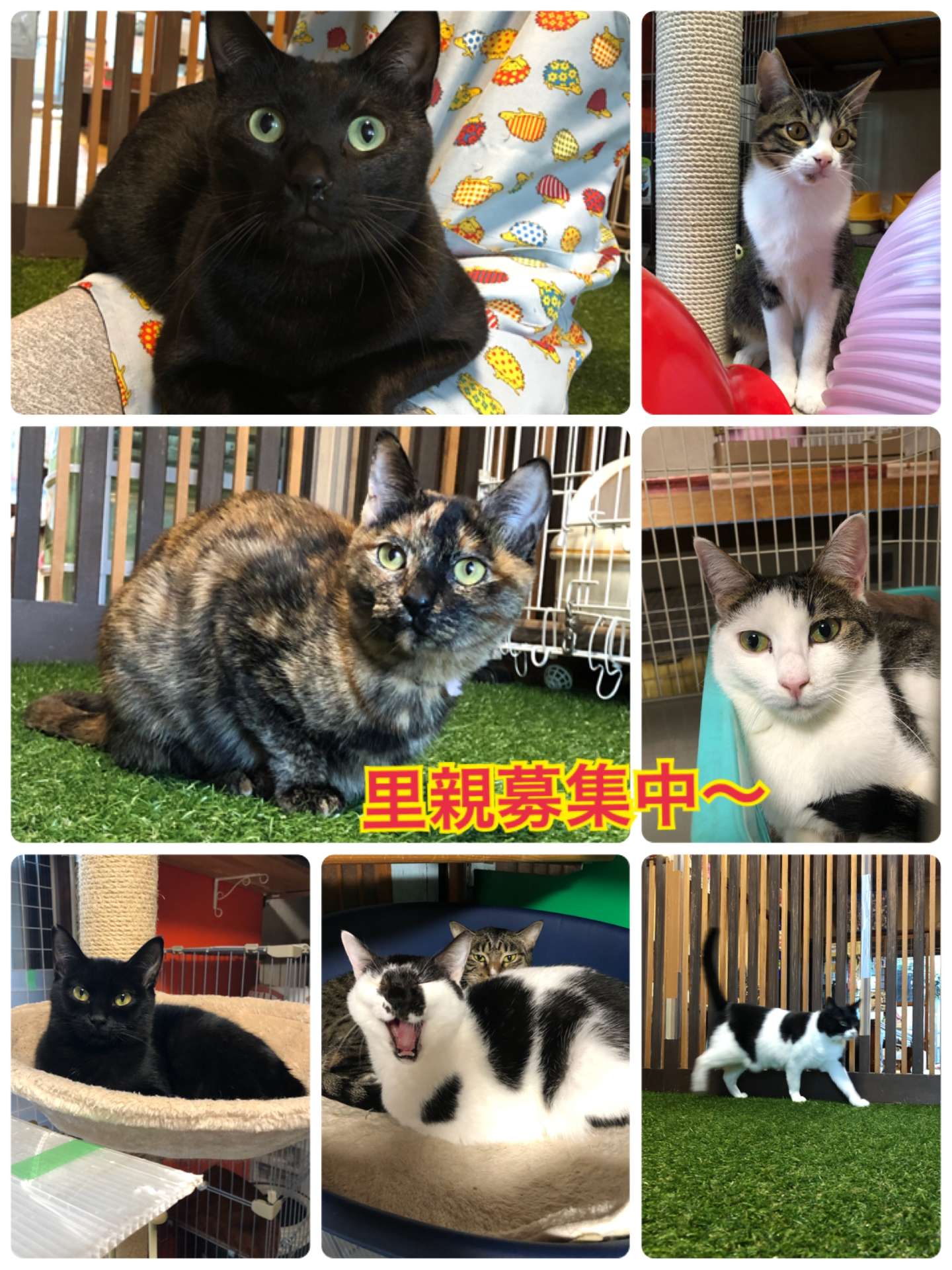 ＃明日１１月１９日（土）休業　＃里親募集＃猫