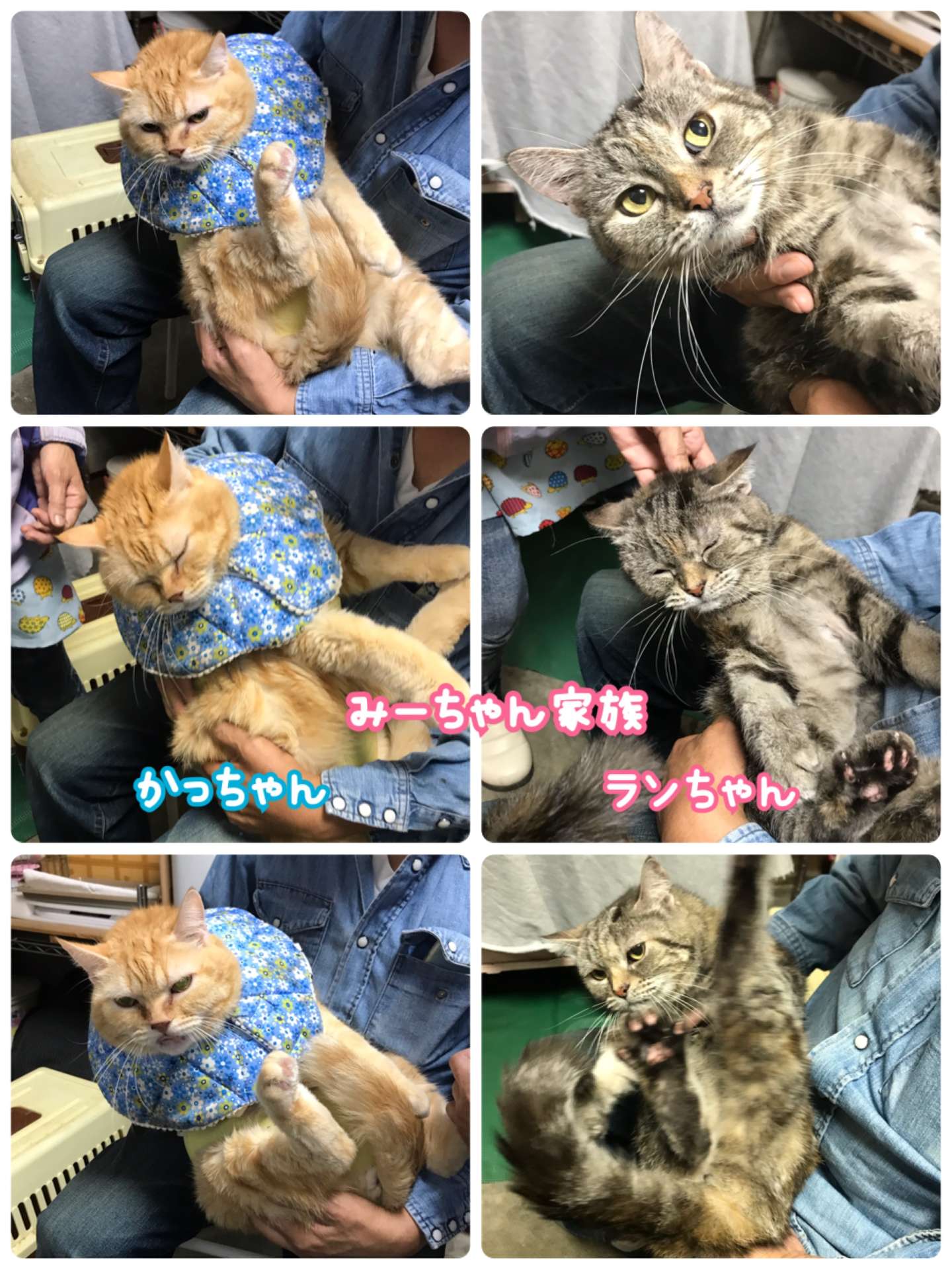 #猫爪切り　#猫　#みーちゃん家族　#アメショ