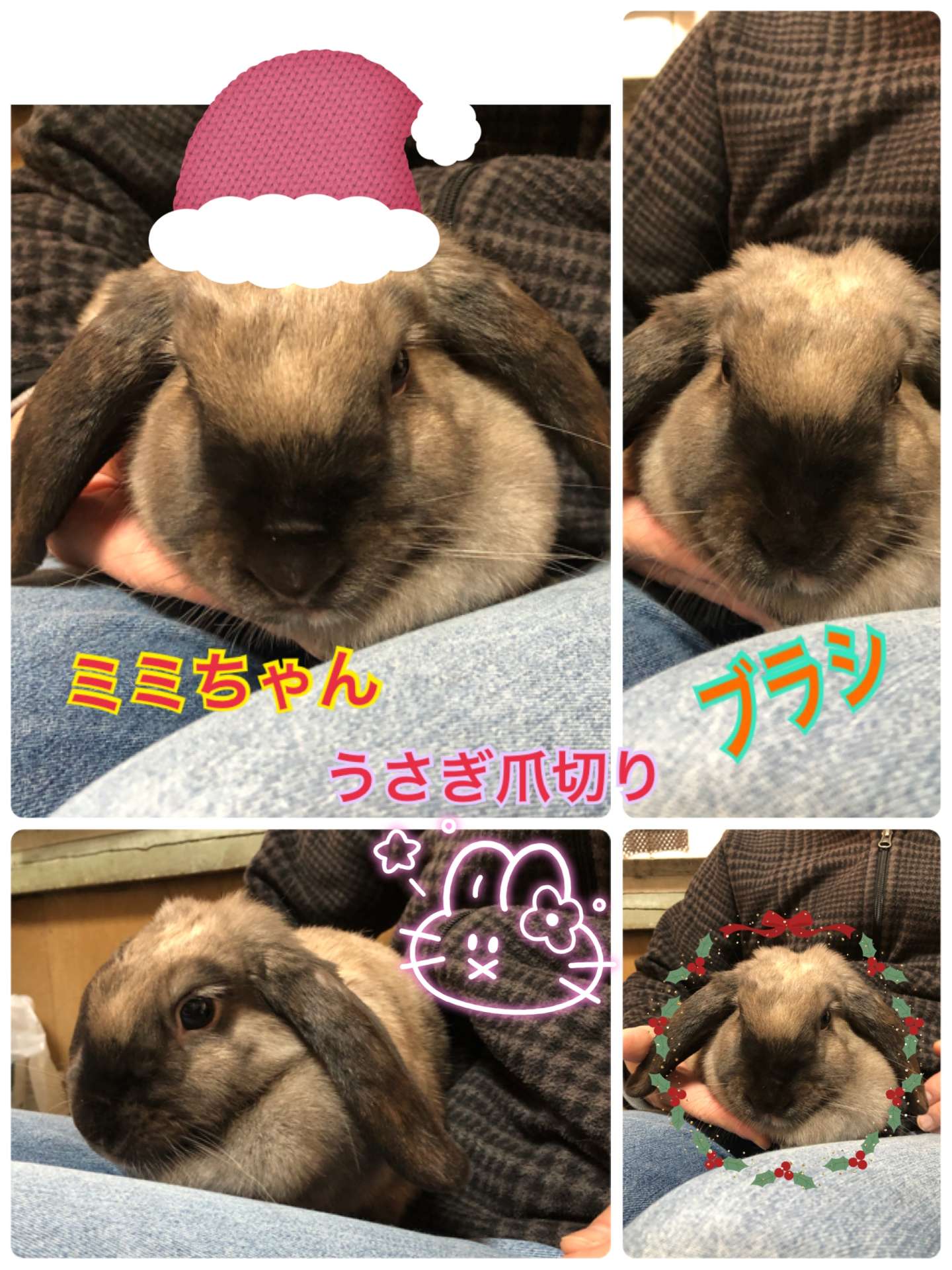 ＃うさぎ爪切り＃ブラシ＃ミミちゃん＃ロップイヤー