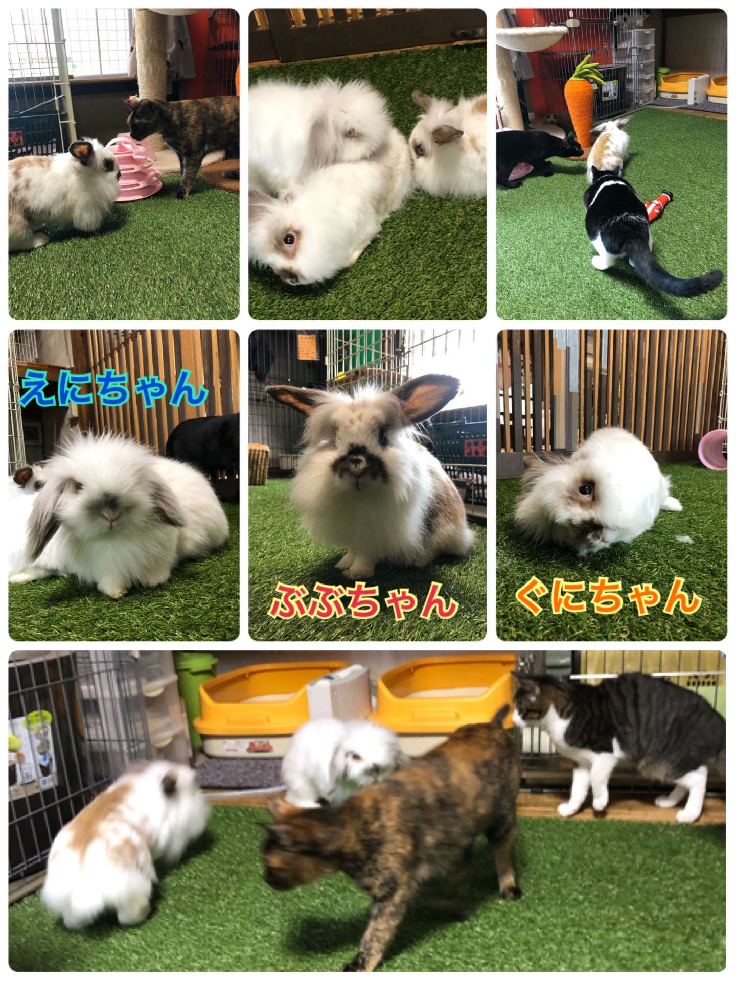 ＃うさぎ＃ウサギカフェ＃うさぎ兄妹