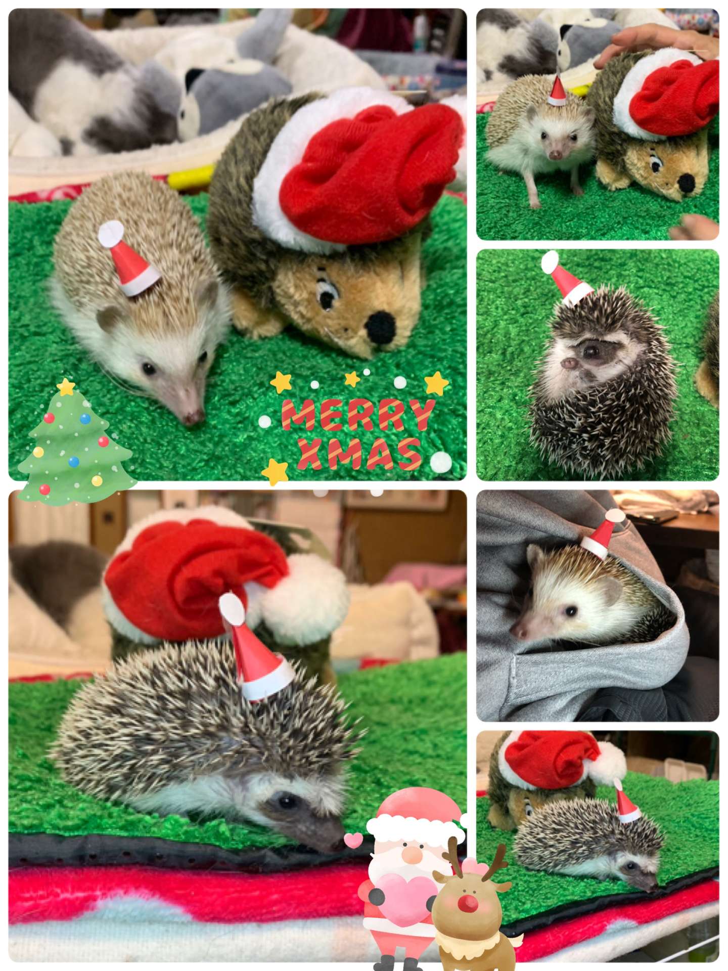 #ハリネズミ　#クリスマス　#サンタさん　#ハリネズミ赤ちゃん　