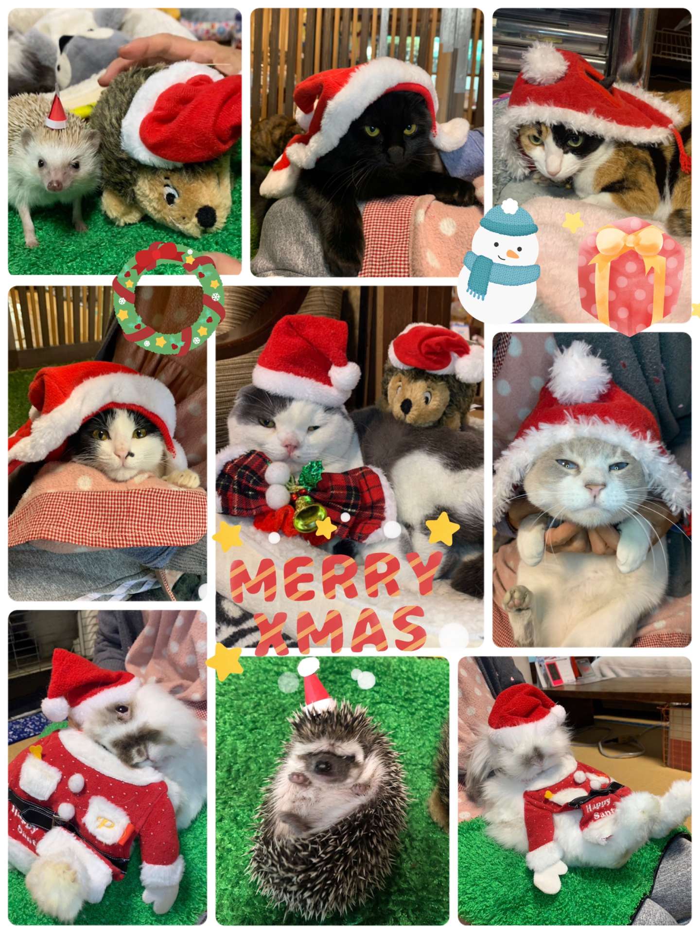 #クリスマス　#クリスマス猫　#ハリネズミ　#うさぎ