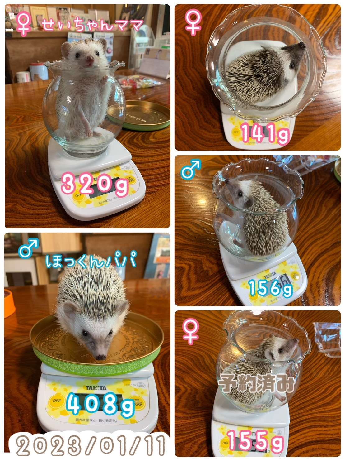 #ハリネズミ　#ハリネズミ販売　#予約受付中　#🦔　