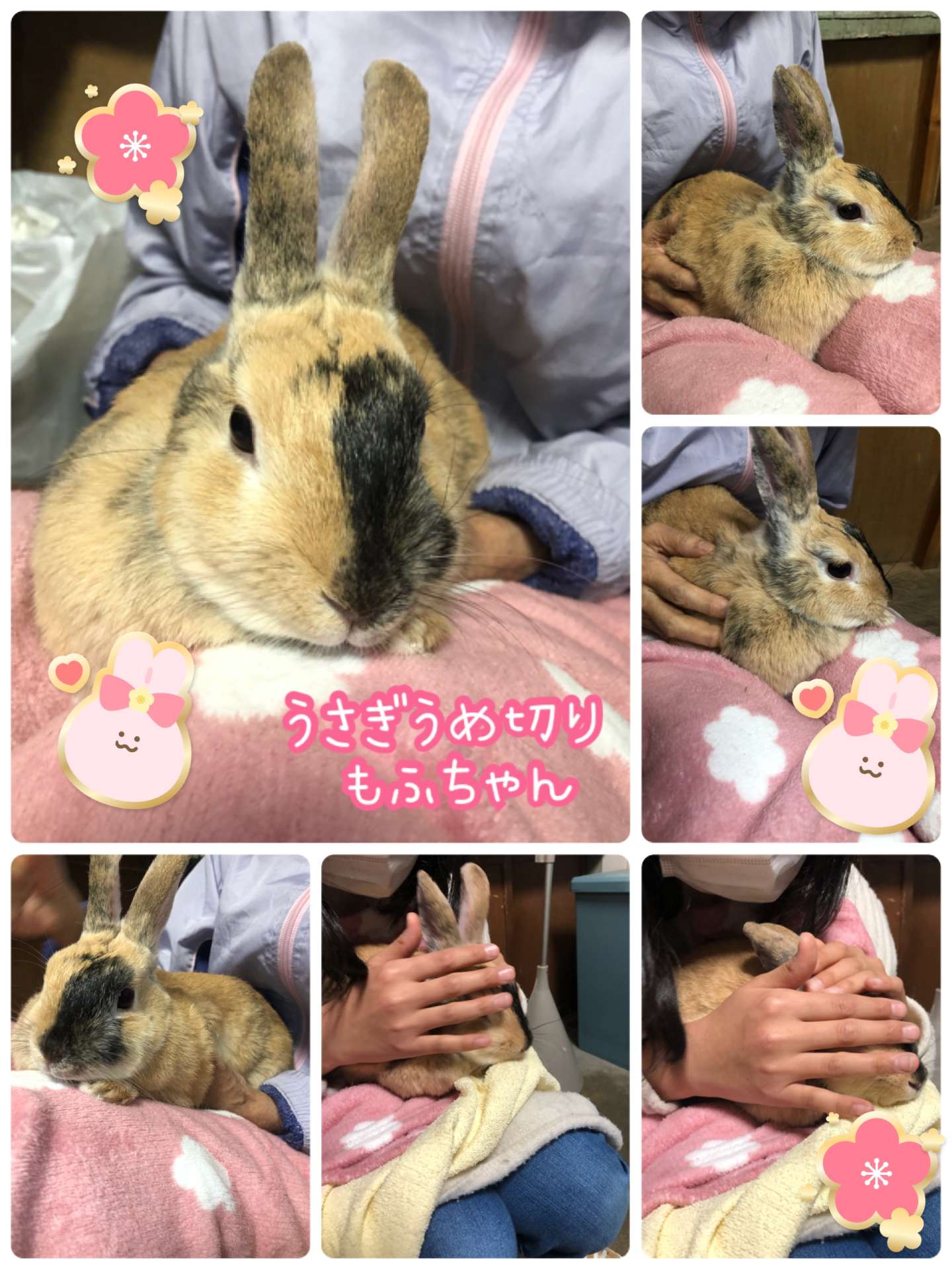 #うさぎ　#うさぎ爪切り　#もふちゃん