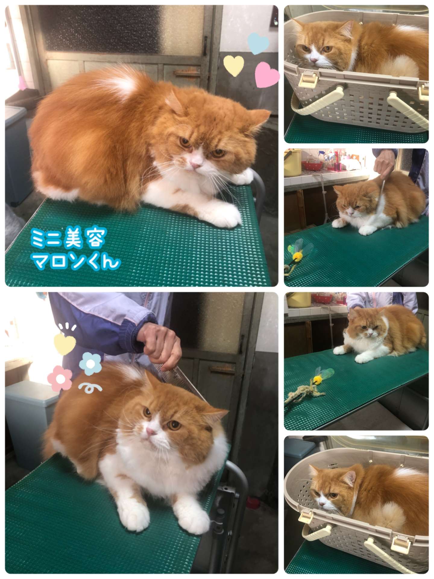 #猫　#ミニ美容　#マロンくん