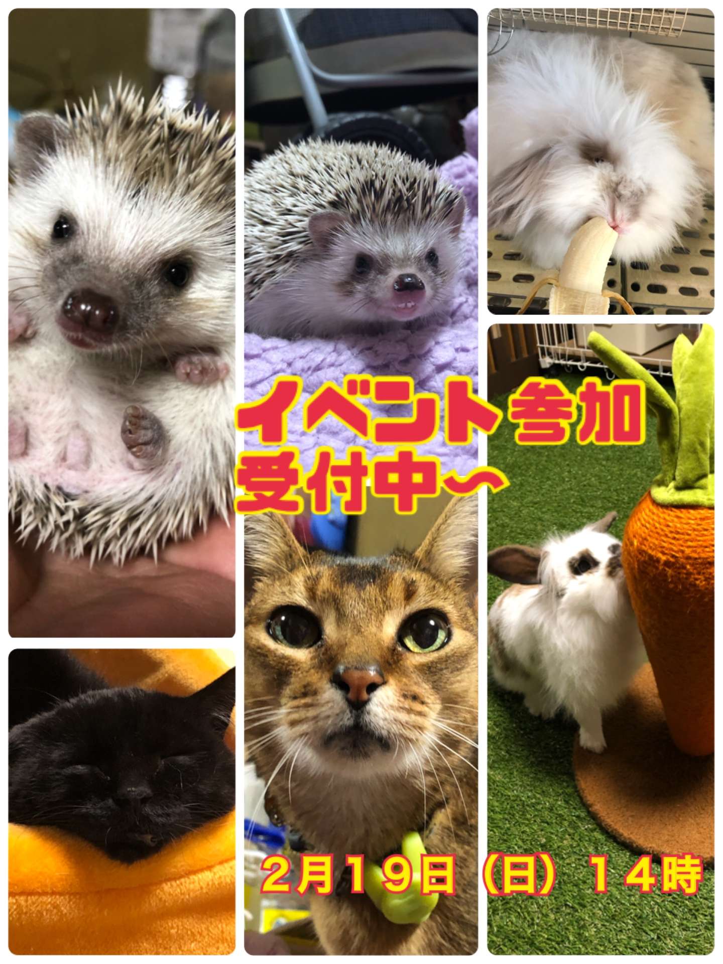 ＃猫＃イベント＃ペットの健康と簡単ご飯診断＃松濱先生