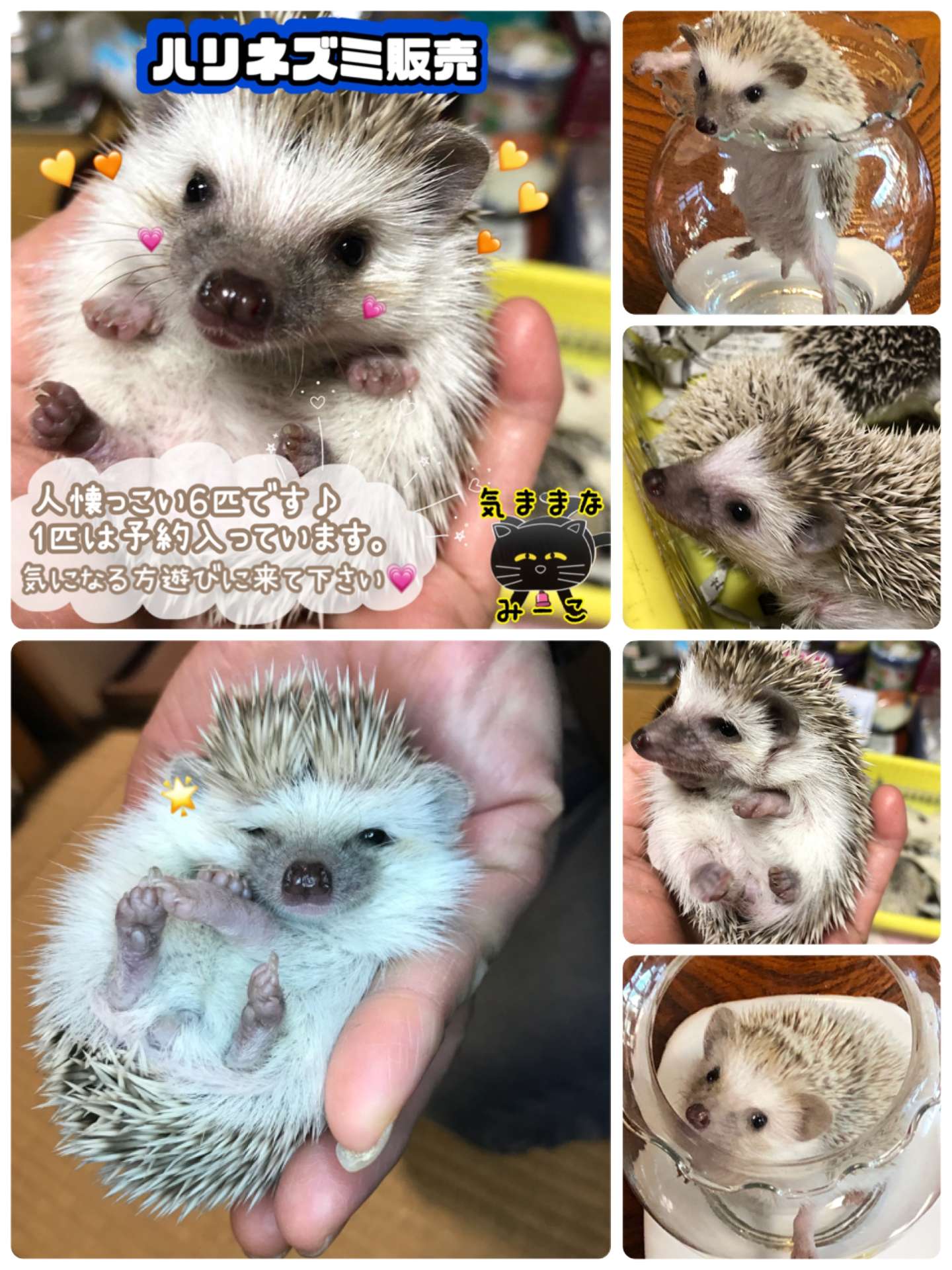 #ハリネズミ　#ハリネズミ販売　#🦔