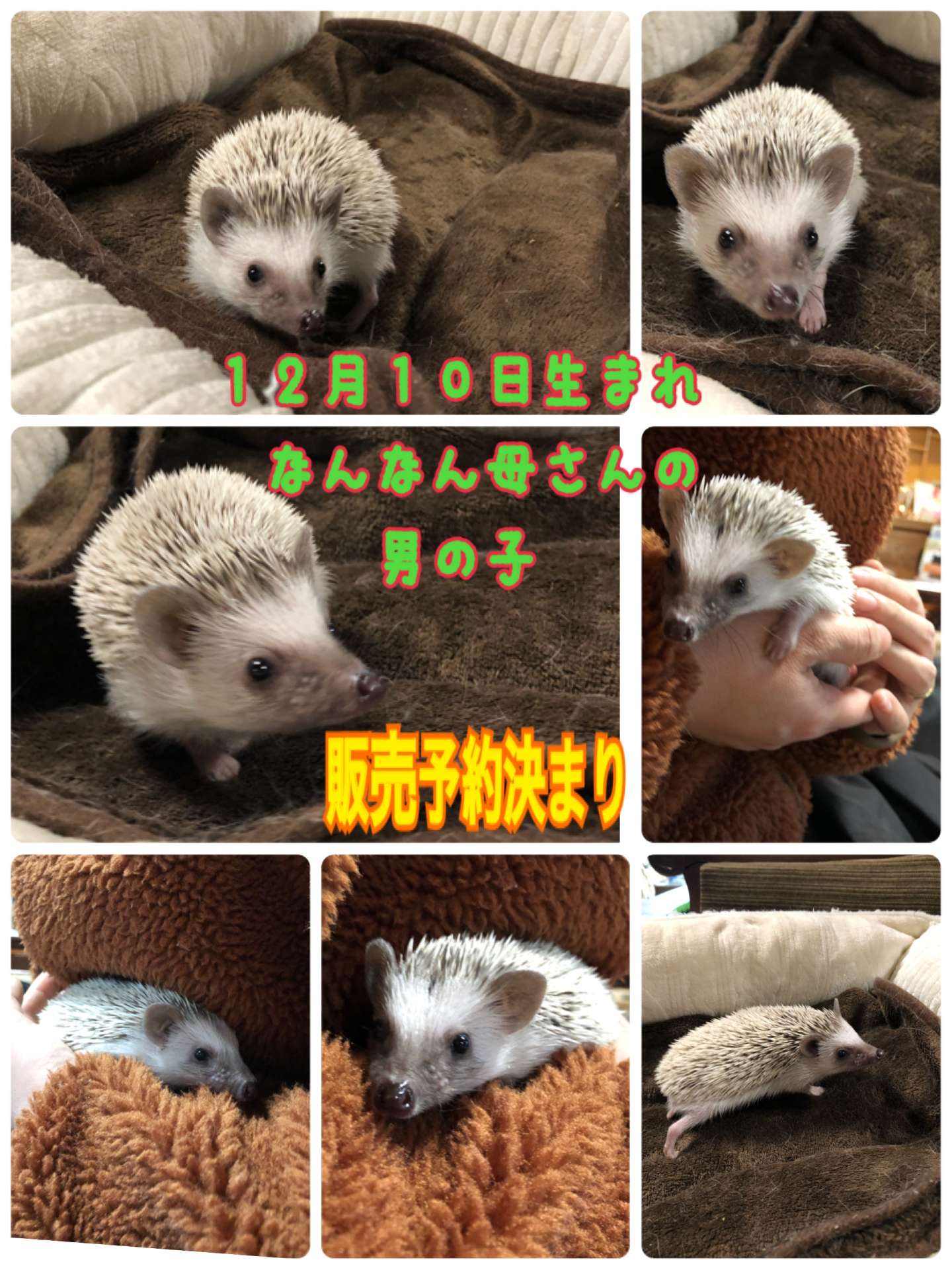 ＃ハリネズミ販売＃予約決まり＃なんなん仔＃男の子