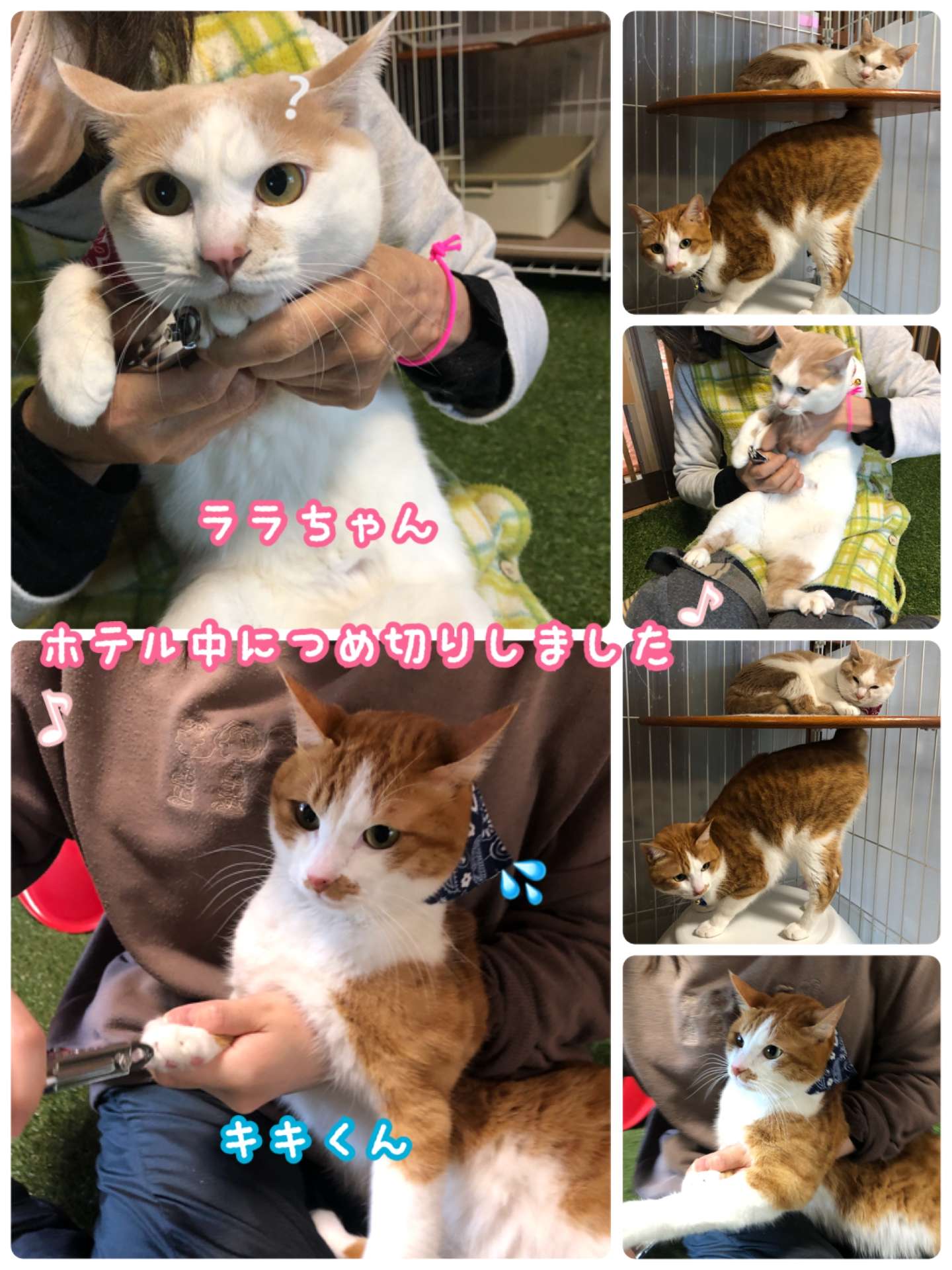 #猫　#みーこ出身　#キキララちゃん　#ペットホテル　#爪切り