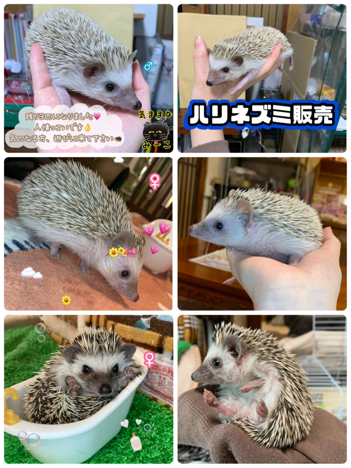 #ハリネズミ　#ハリネズミ販売　#🦔