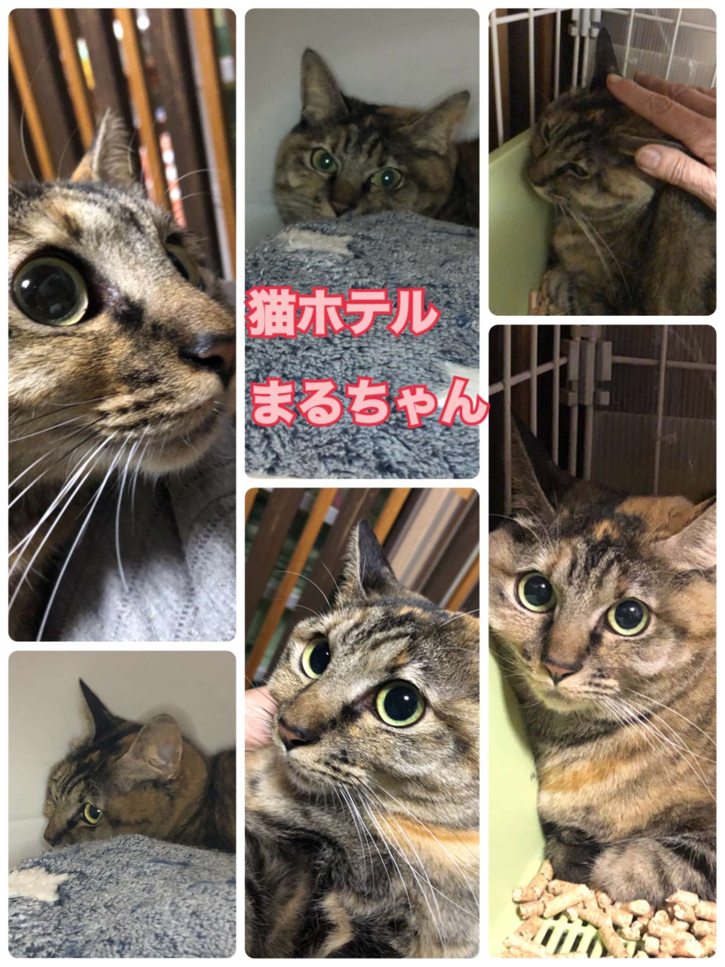 ＃猫ホテル＃まるちゃん＃サビ猫