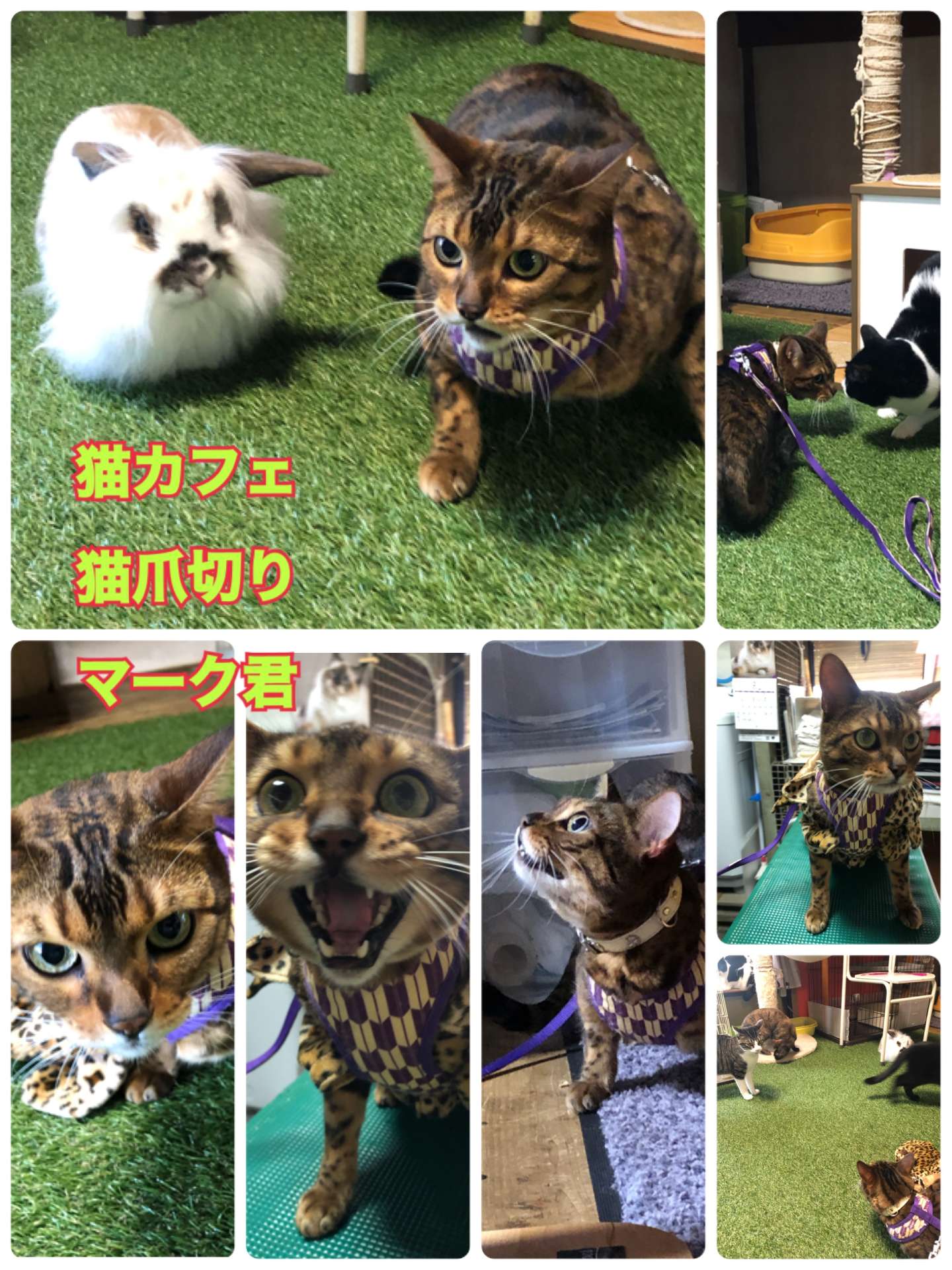 ＃猫カフェ＃猫爪切り＃マーク君＃ハナちゃん