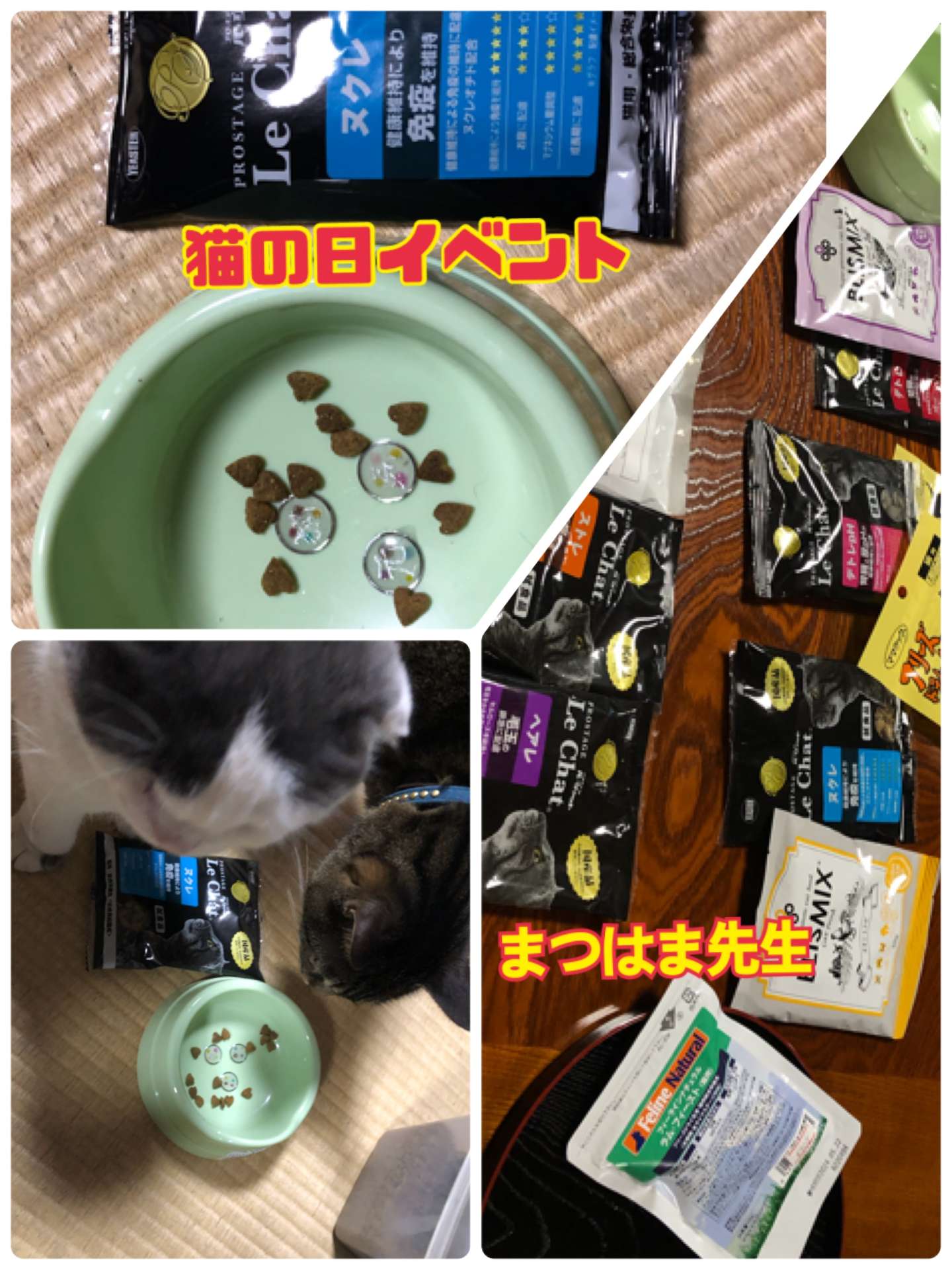 ＃猫の日＃イベント＃まつはま先生