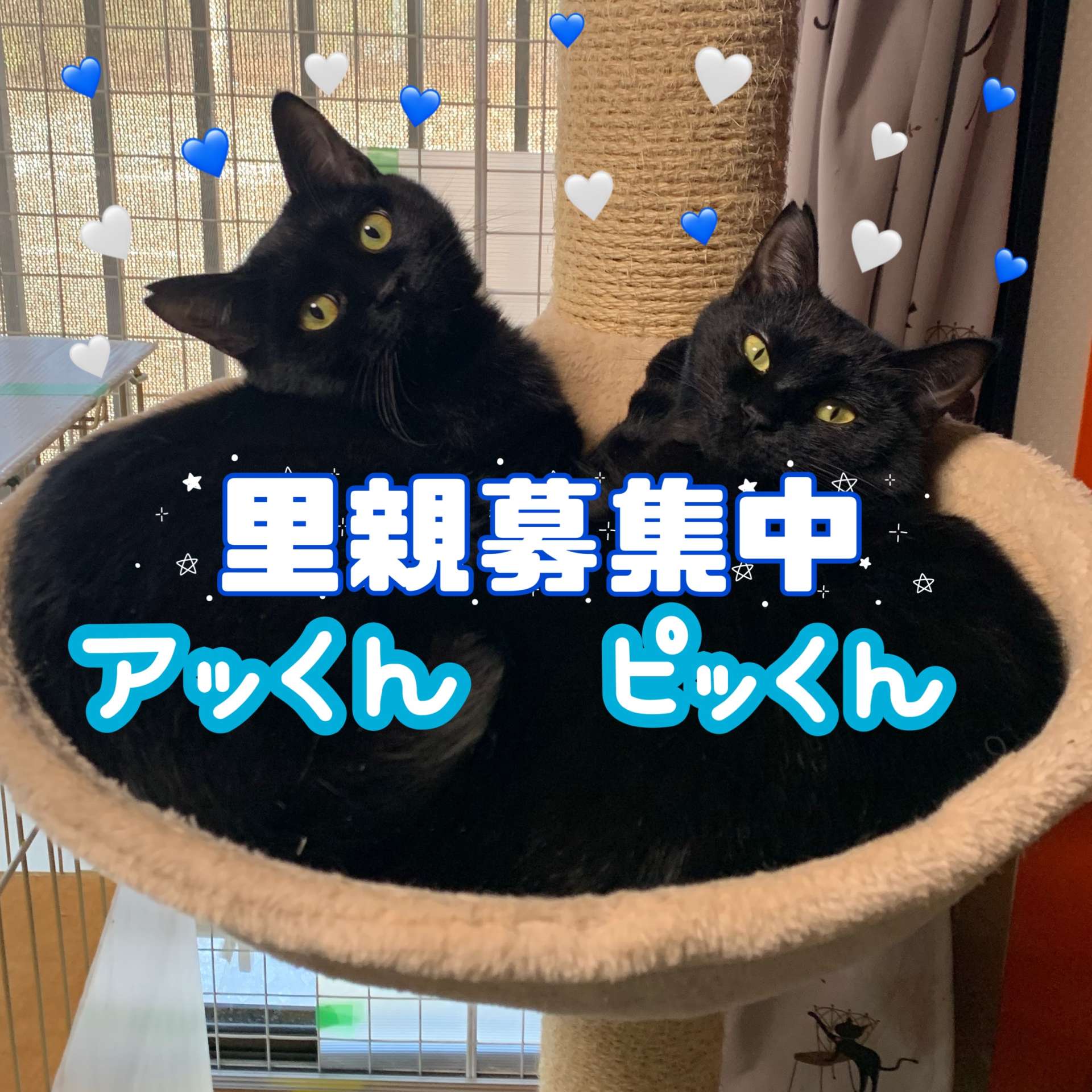 #里親募集　#保護猫　#猫　#猫の日