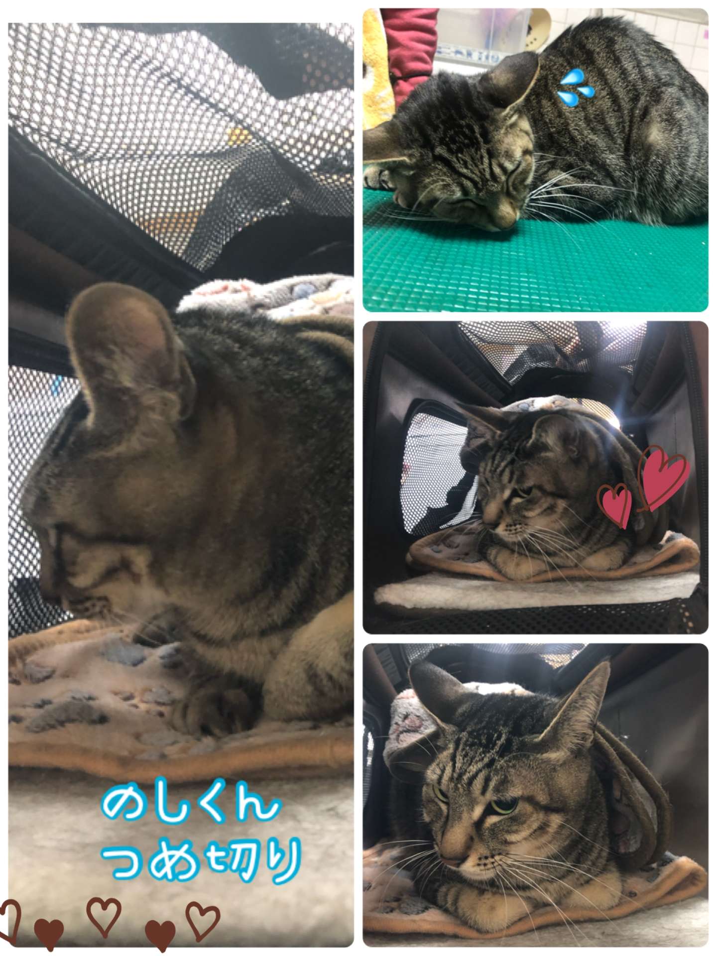 #猫美容　#猫爪切り　#のしくん　#キジトラ