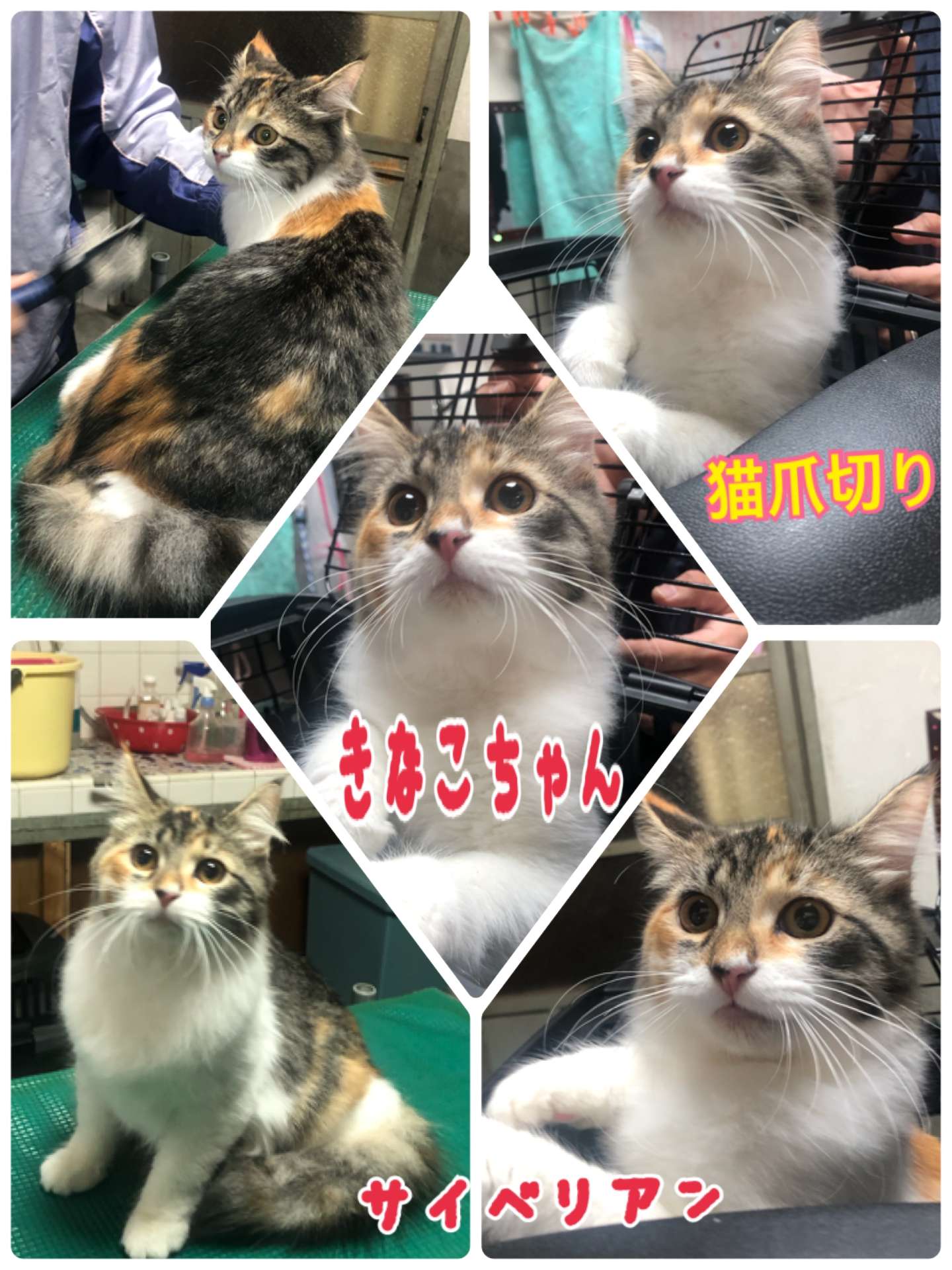 ＃猫爪切り＃キナコちゃん＃サイベリアン