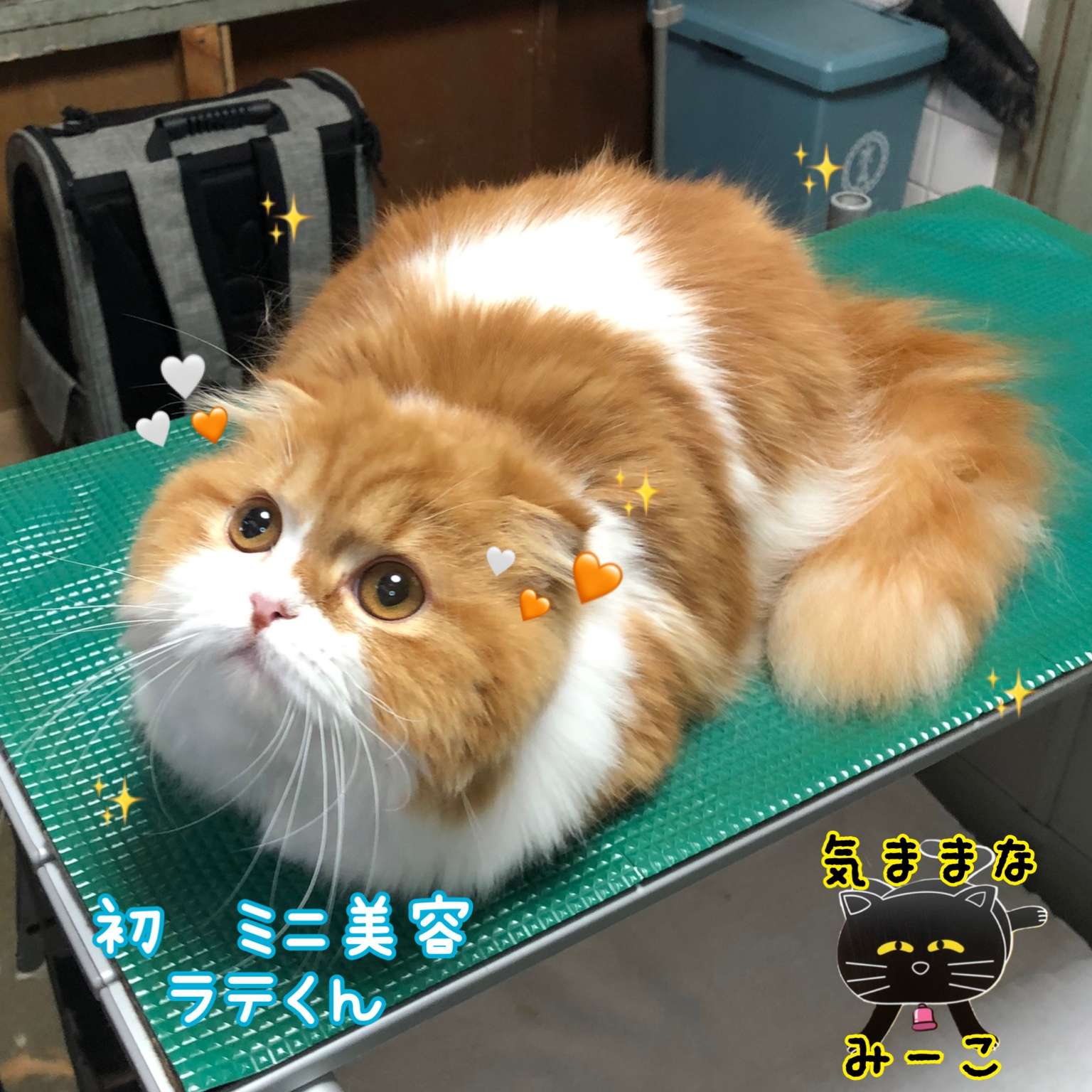 #猫　#ミニ美容　#ラテくん　#スコティッシフォールド