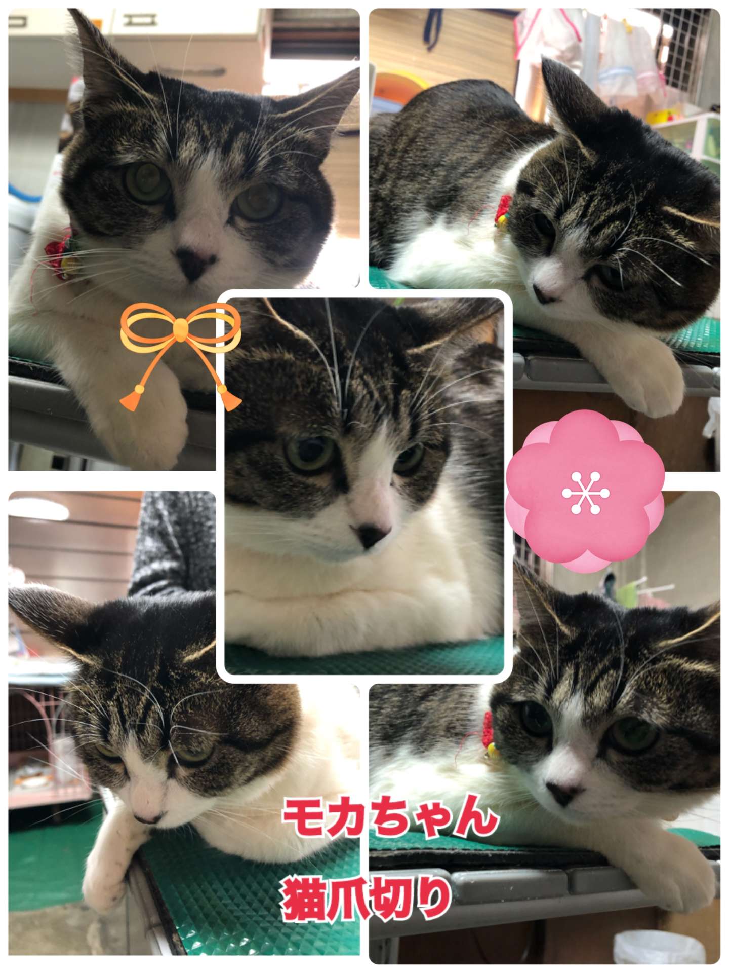 ＃猫爪切り＃モコちゃん