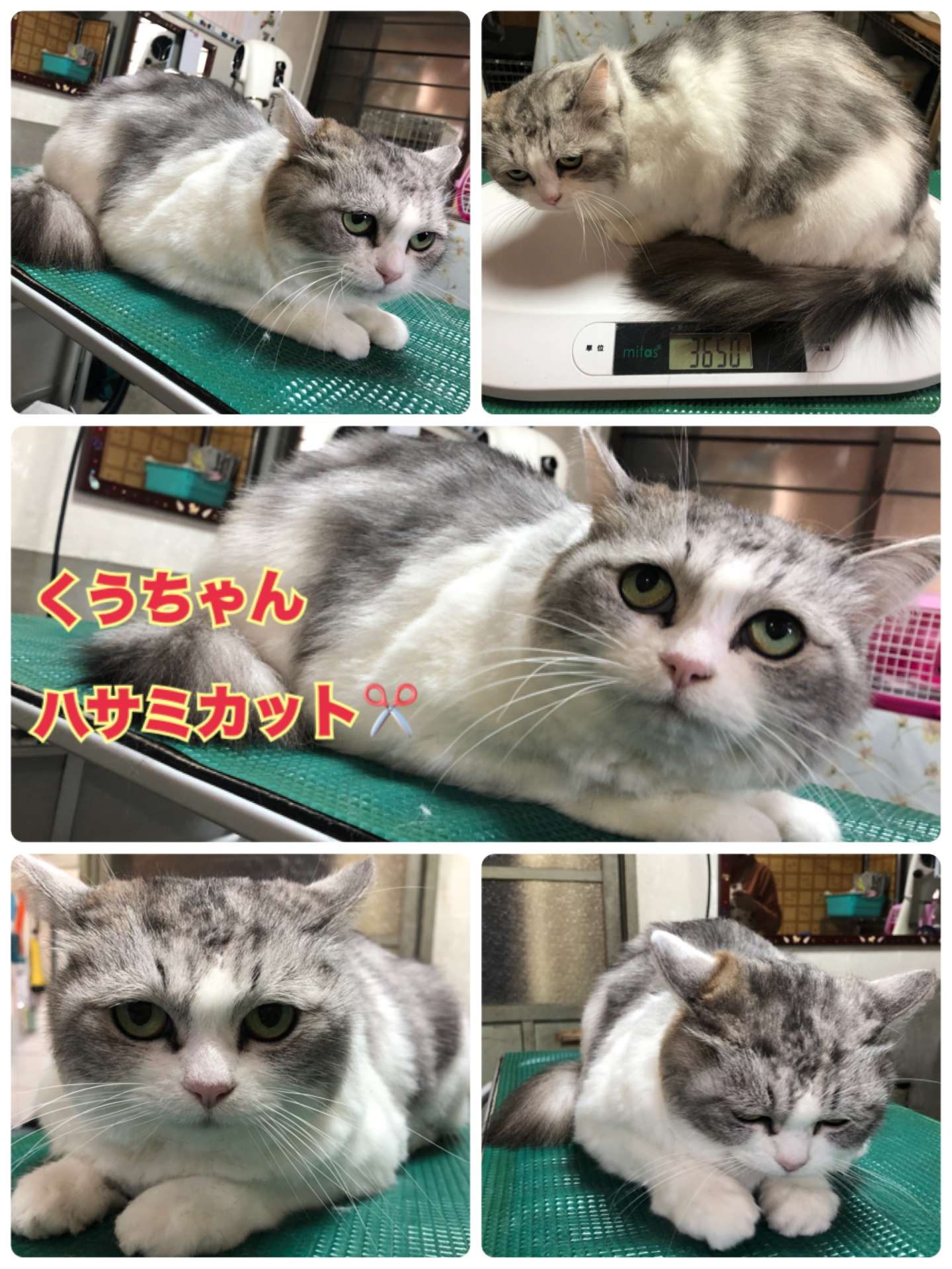 ＃猫美容＃ハサミカット＃くうちゃん＃猫爪切り＃ミリーちゃん