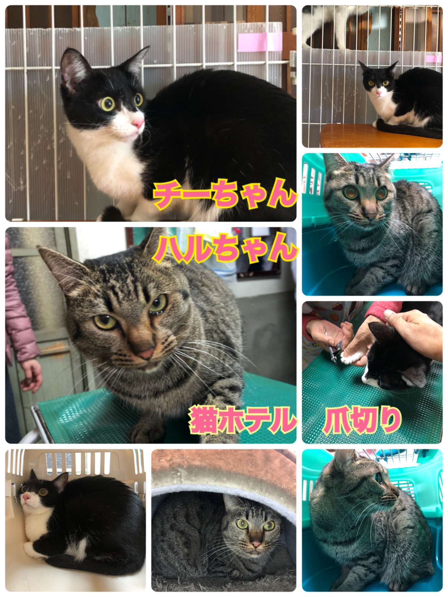 ＃猫ホテル＃猫爪切り＃チーちゃん＆ハルちゃん