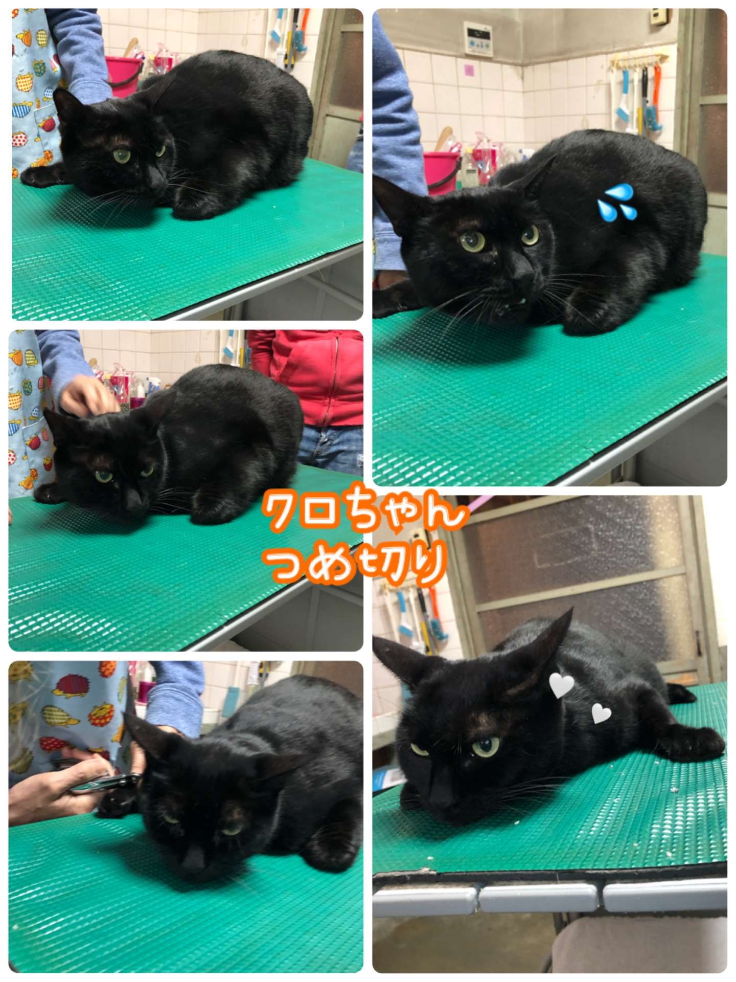 #猫　#爪切り　#保護猫　#みーこ出身　#クロちゃん