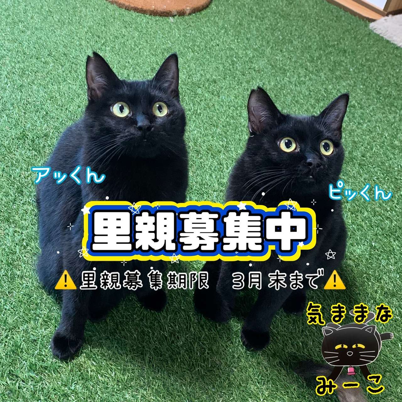 #猫　#ねこ　#黒猫　#里親募集　#猫里親募集