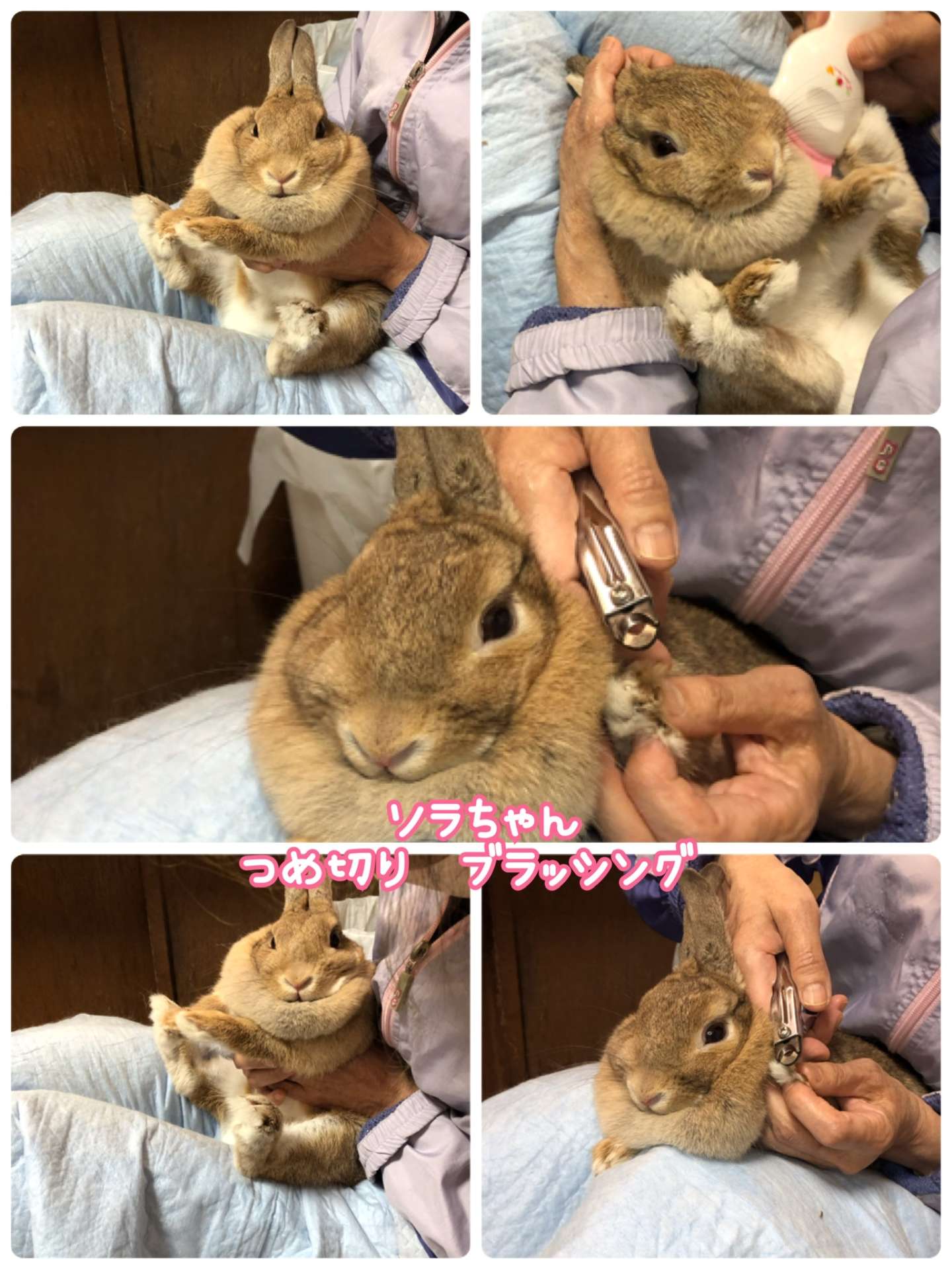 #うさぎ　#うさぎ爪切り　#ソラちゃん