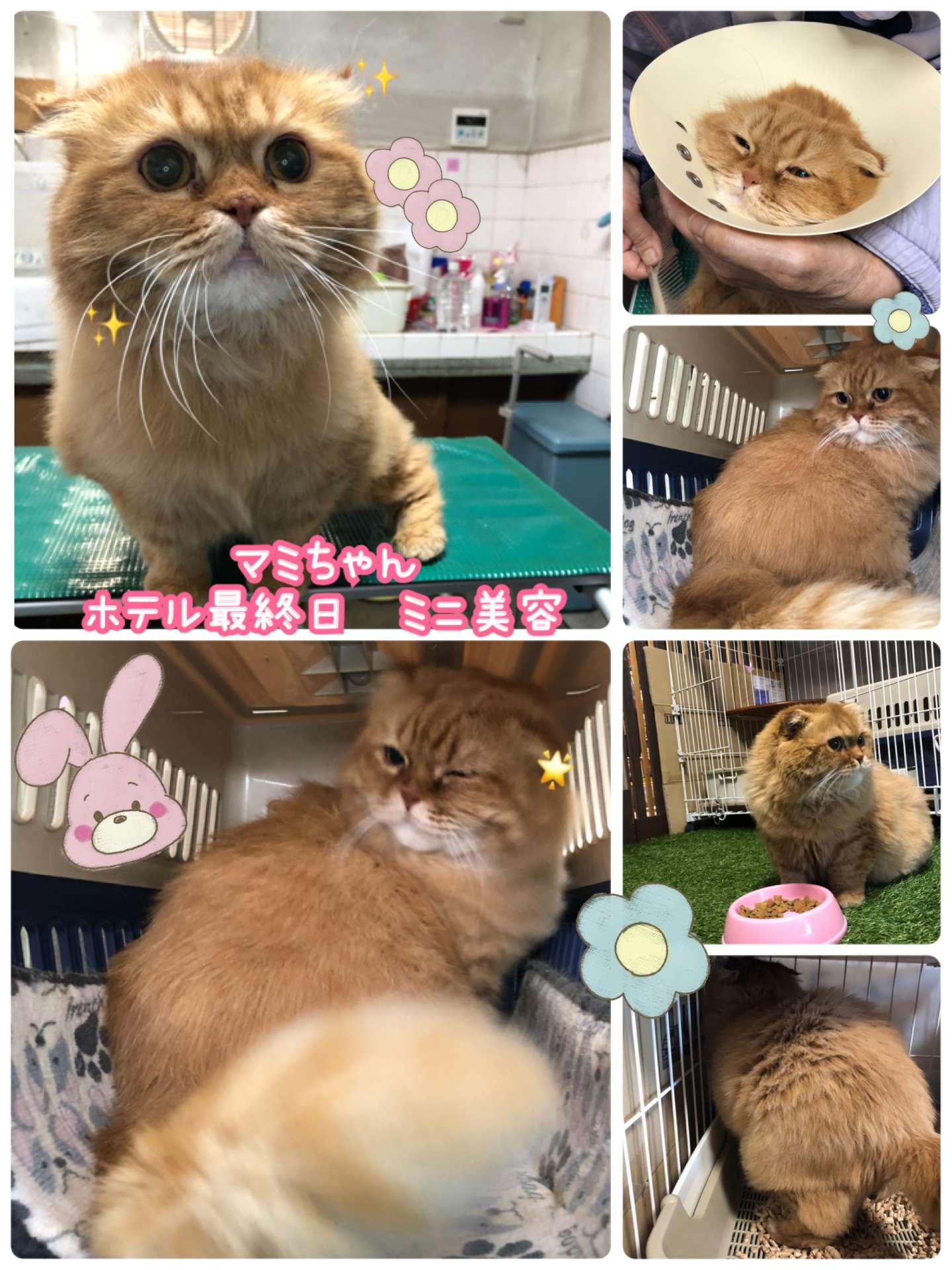 #猫　#猫ホテル　#ミニ美容　#マミちゃん　リクくん　#ムールちゃん