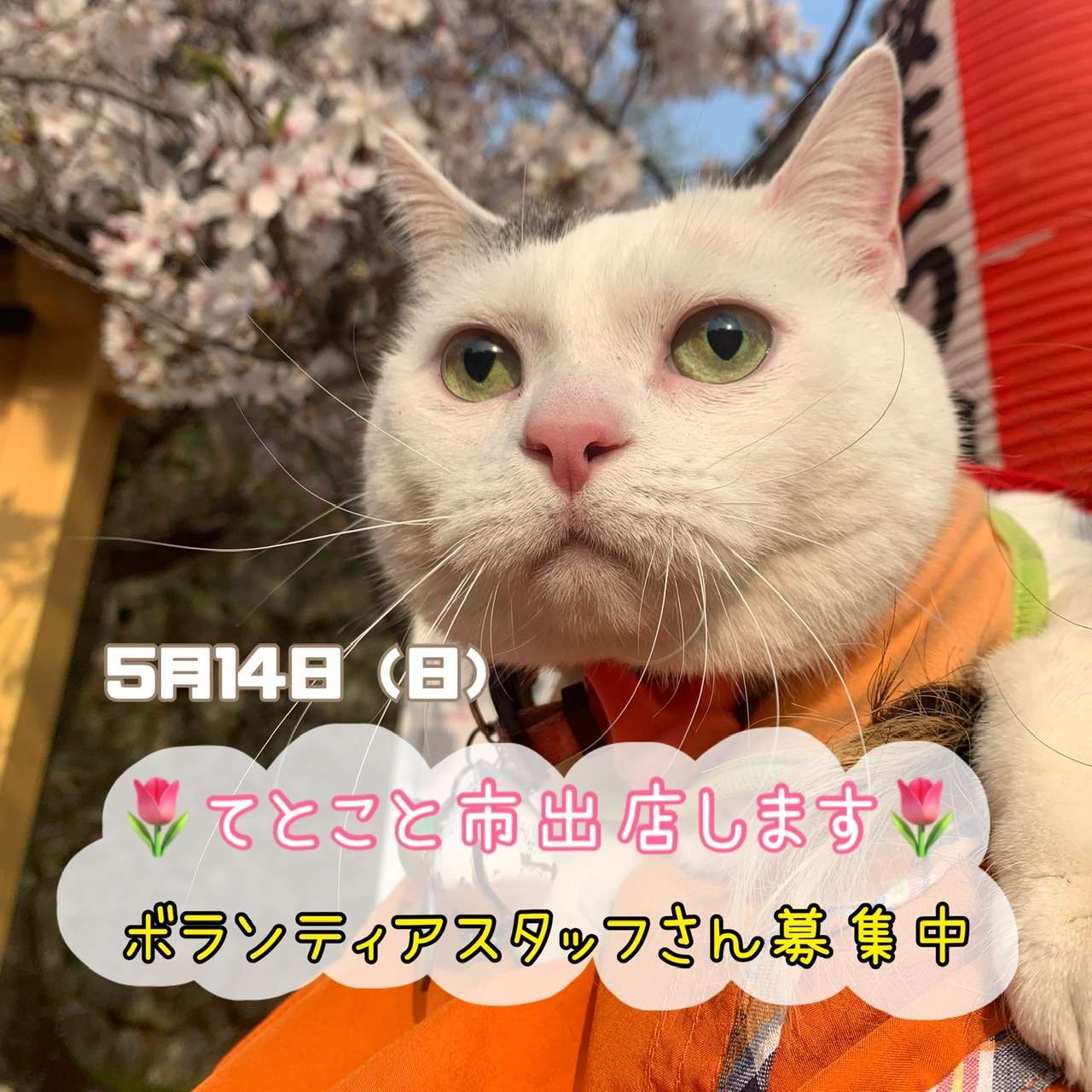 #イベント　#てとこと市　#猫　#ハリネズミ　#保護猫