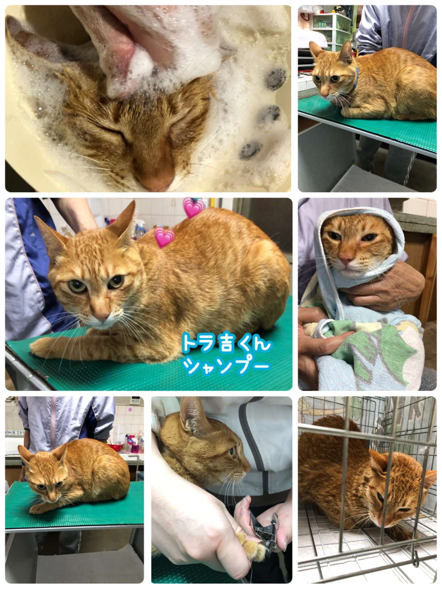 #猫　#トラ吉　#猫シャンプー