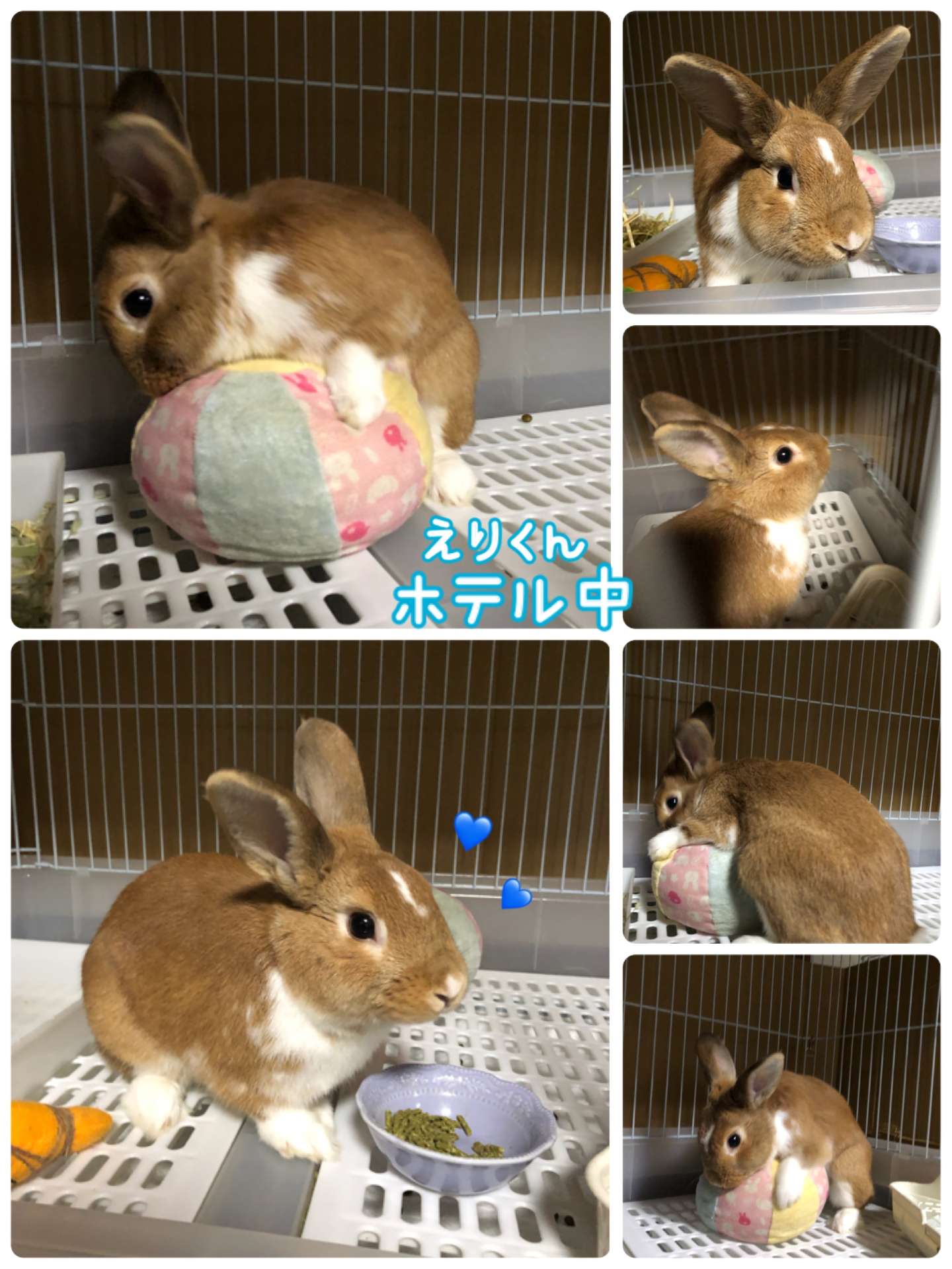 #うさぎ　#うさぎホテル　#ペットホテル　#わたちゃん　#あめちゃん　#えりくん