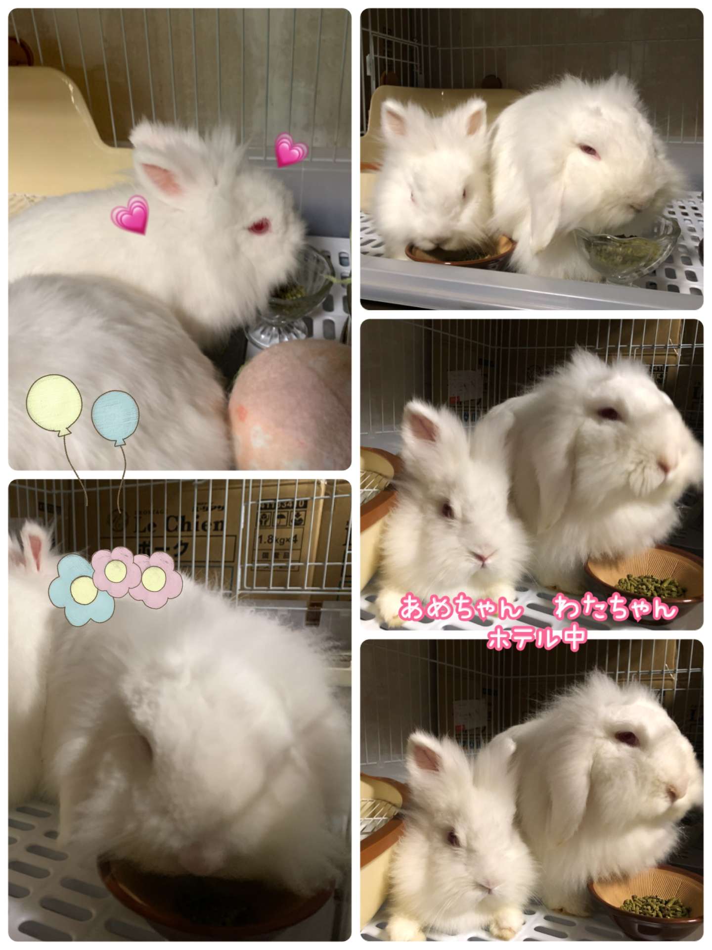 #うさぎホテル　#うさぎ　#わたちゃん　#あめちゃん　#えりくん