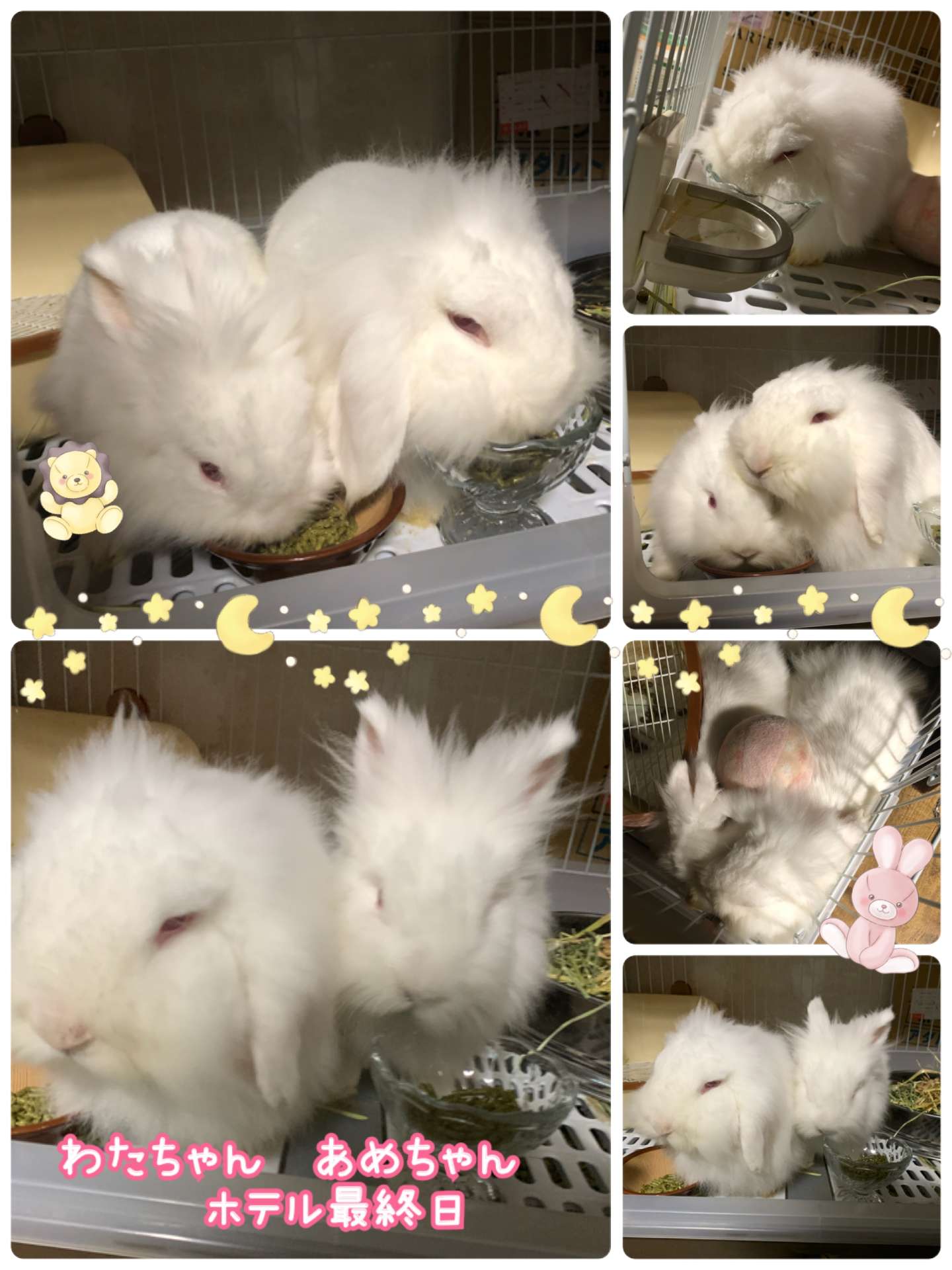 #ペットホテル　#うさぎホテル　#わたちゃん　あめちゃん　#えりくん