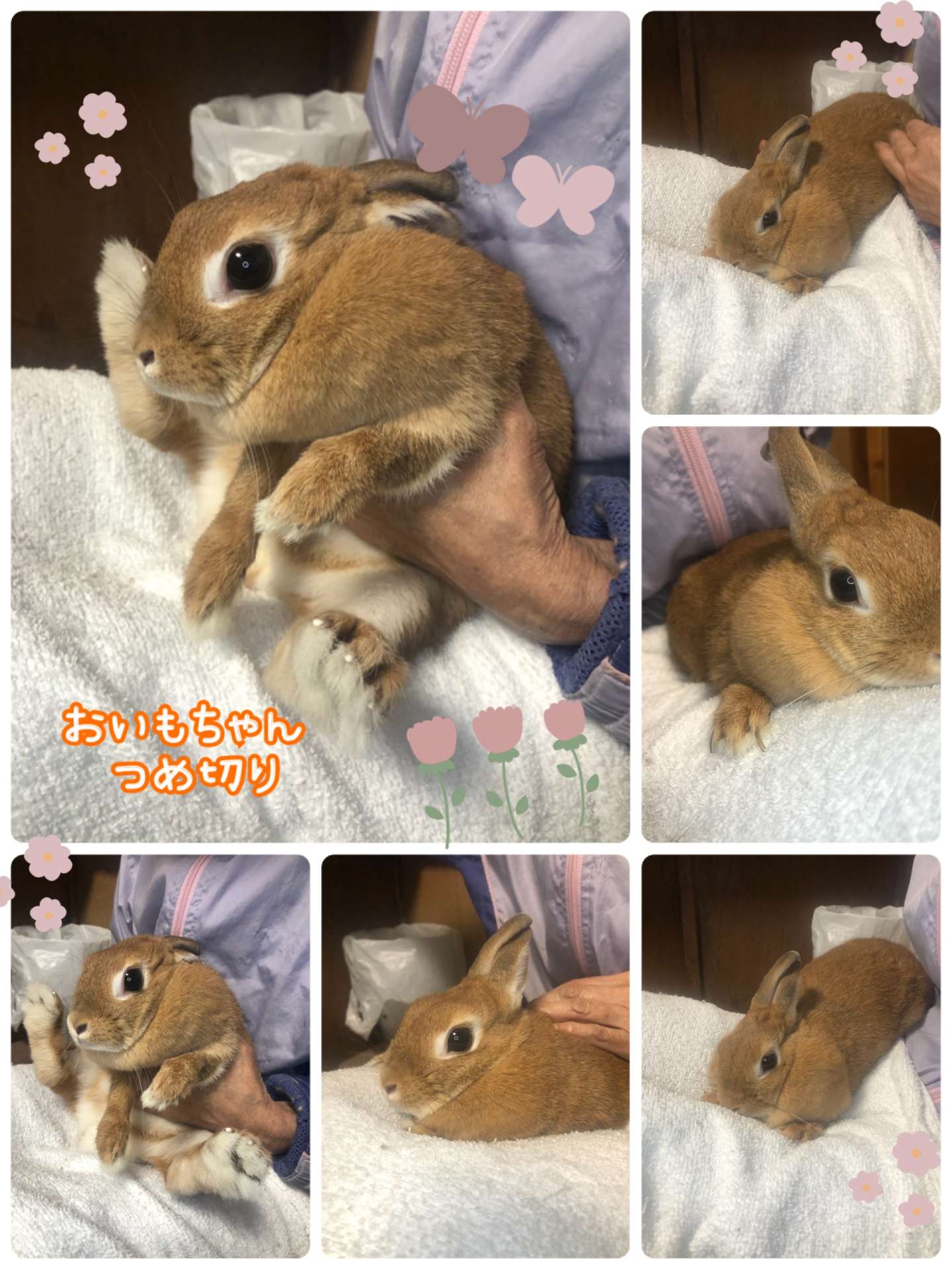 #うさぎ　#うさぎ爪切り　#おいもちゃん