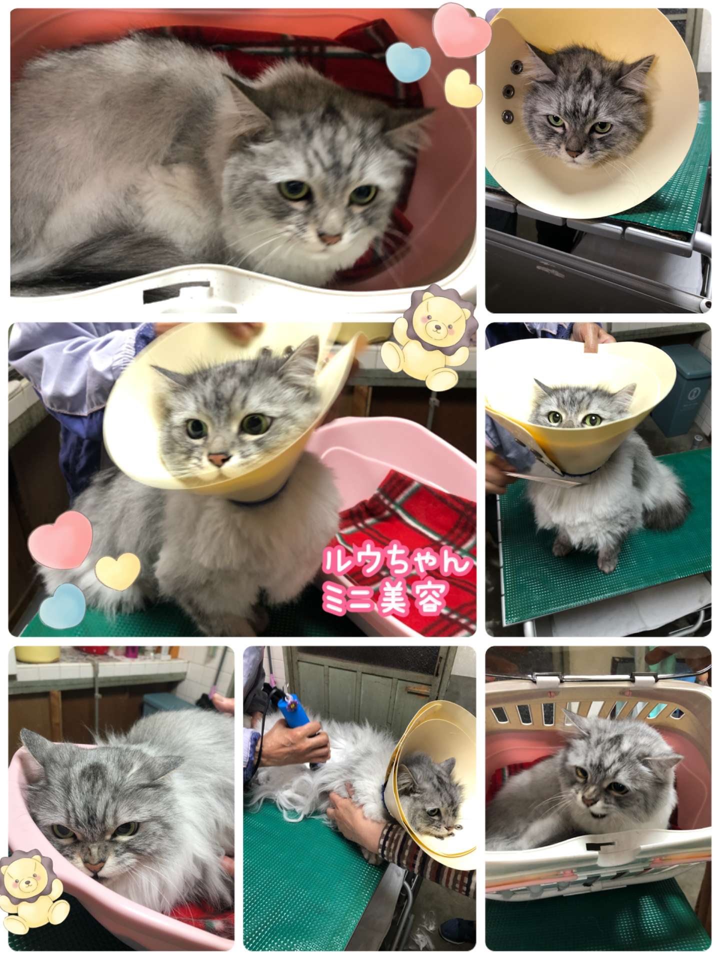 #猫　#ミニ美容　#爪切り　#ルウちゃん　#みーちゃん家族