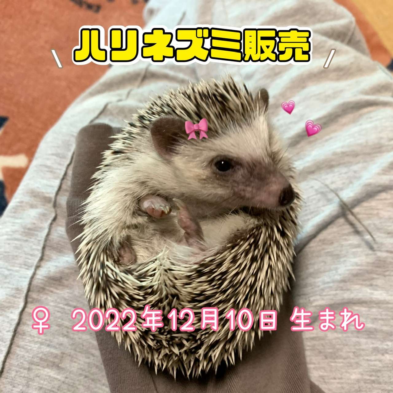 #ハリネズミ販売　#ハリネズミ　#🦔