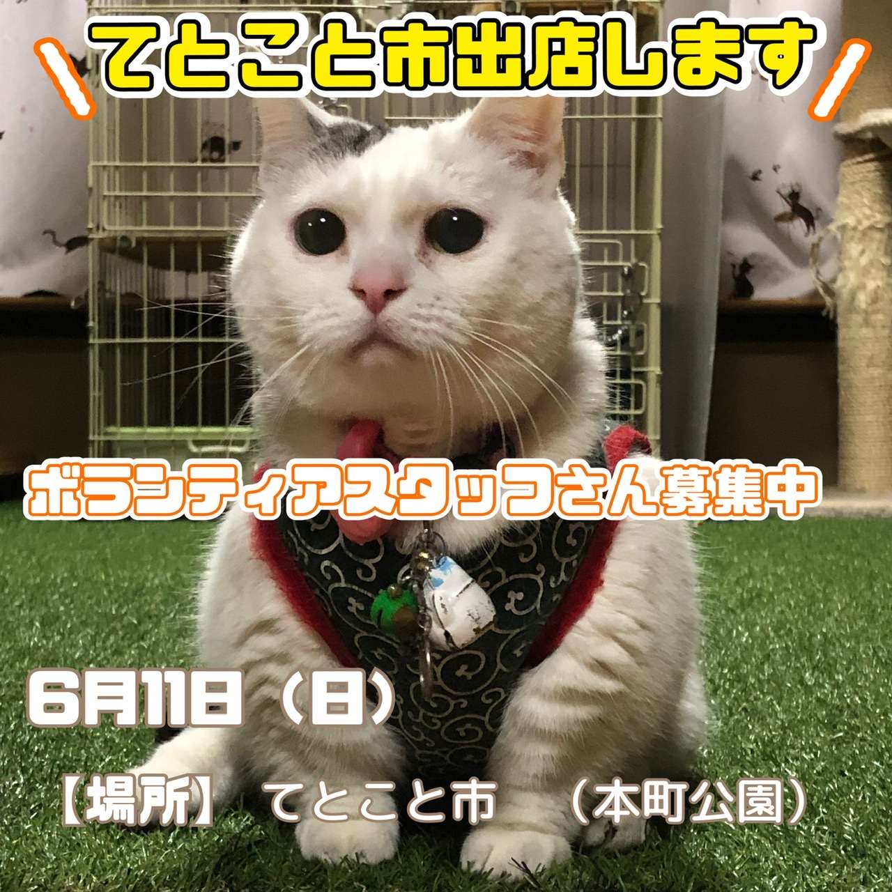 #猫　#イベント　#てとこと市　#保護猫　