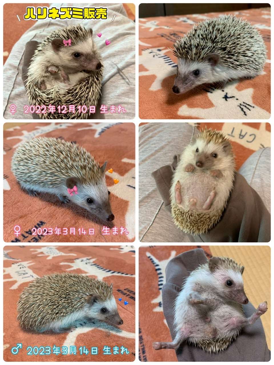 #ハリネズミ販売　#ハリネズミ　#🦔　#ハリネズミ