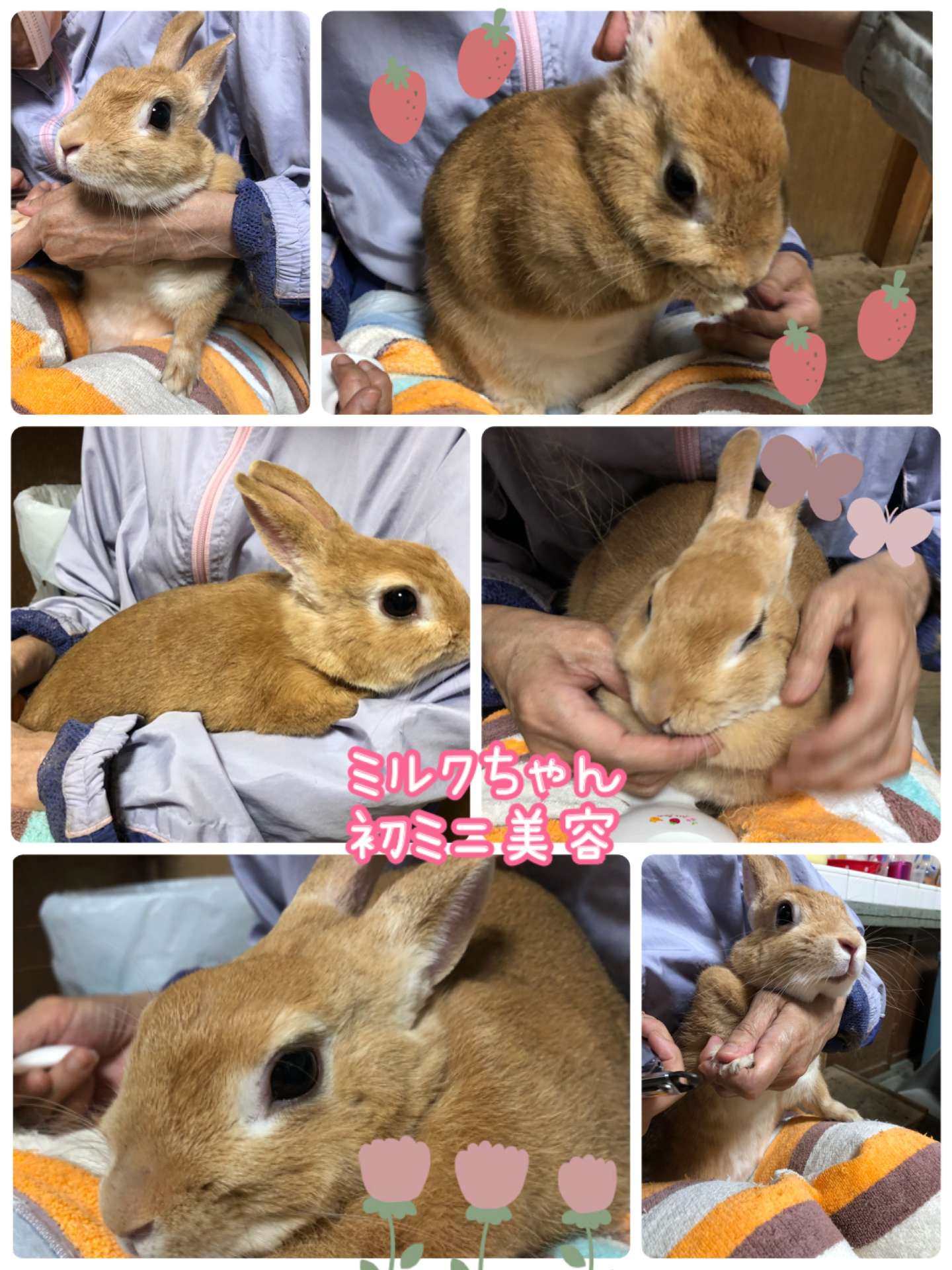 #ウサギ　#ミニ美容　#ミミーちゃん　#ミルクちゃん　