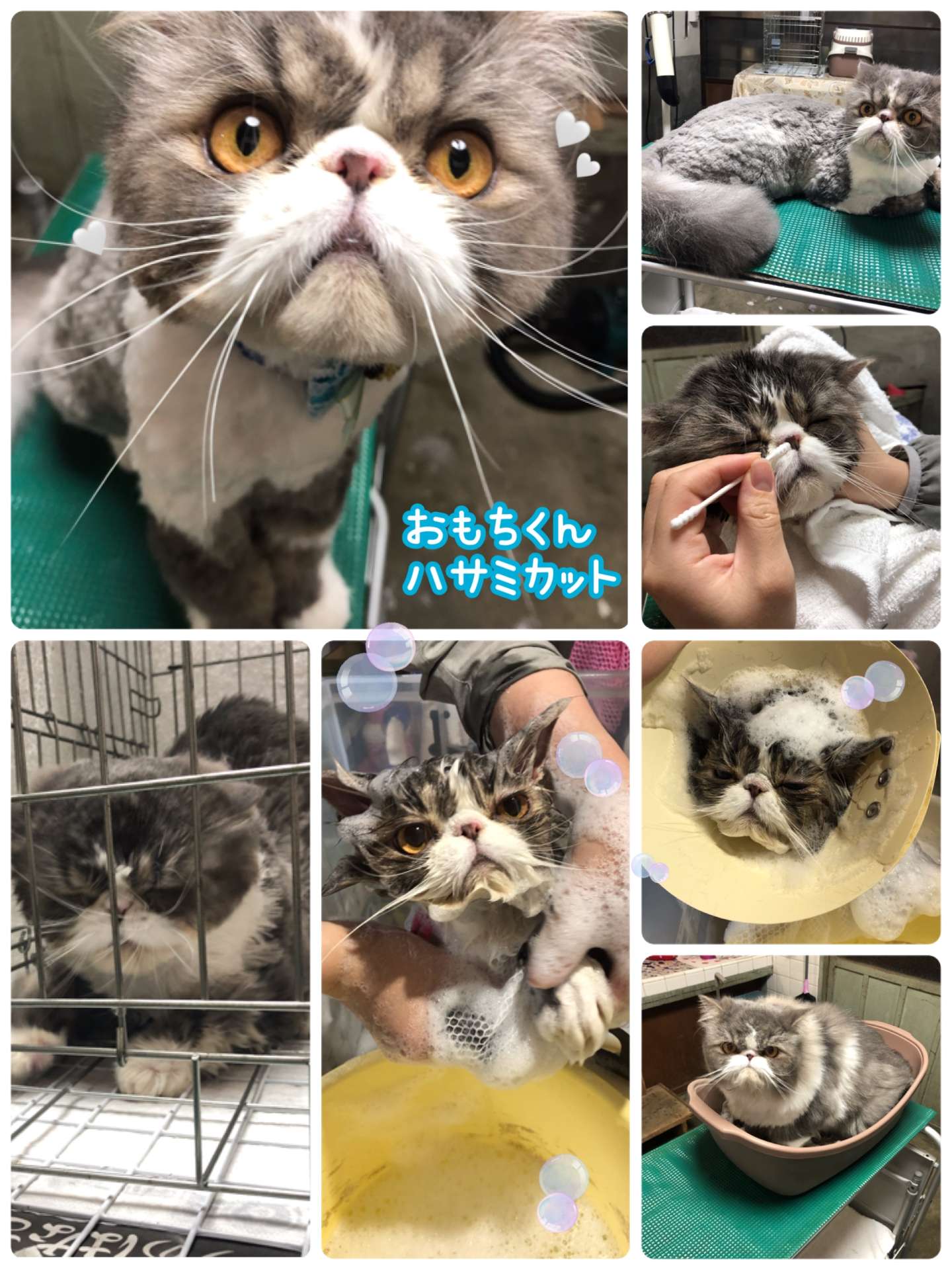 #猫　#おもちくん　#ハサミカット　#猫美容　