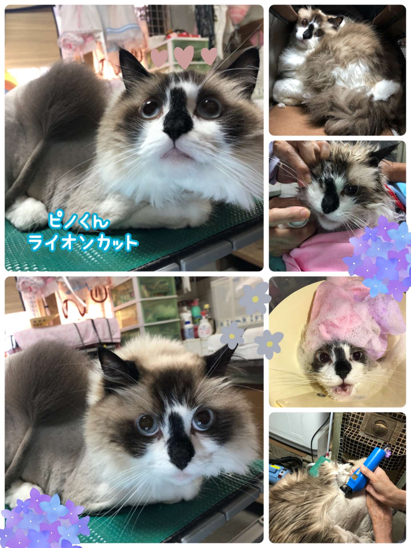 #猫　#猫美容　#ミニ美容　#ピノちゃん　#兆ちゃん