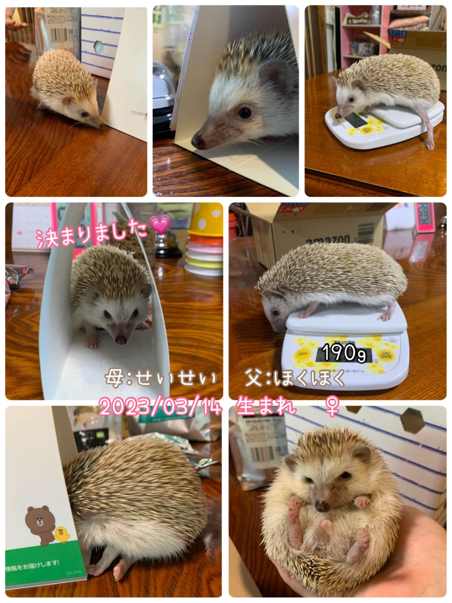 #ハリネズミ　#ハリネズミ販売　#🦔