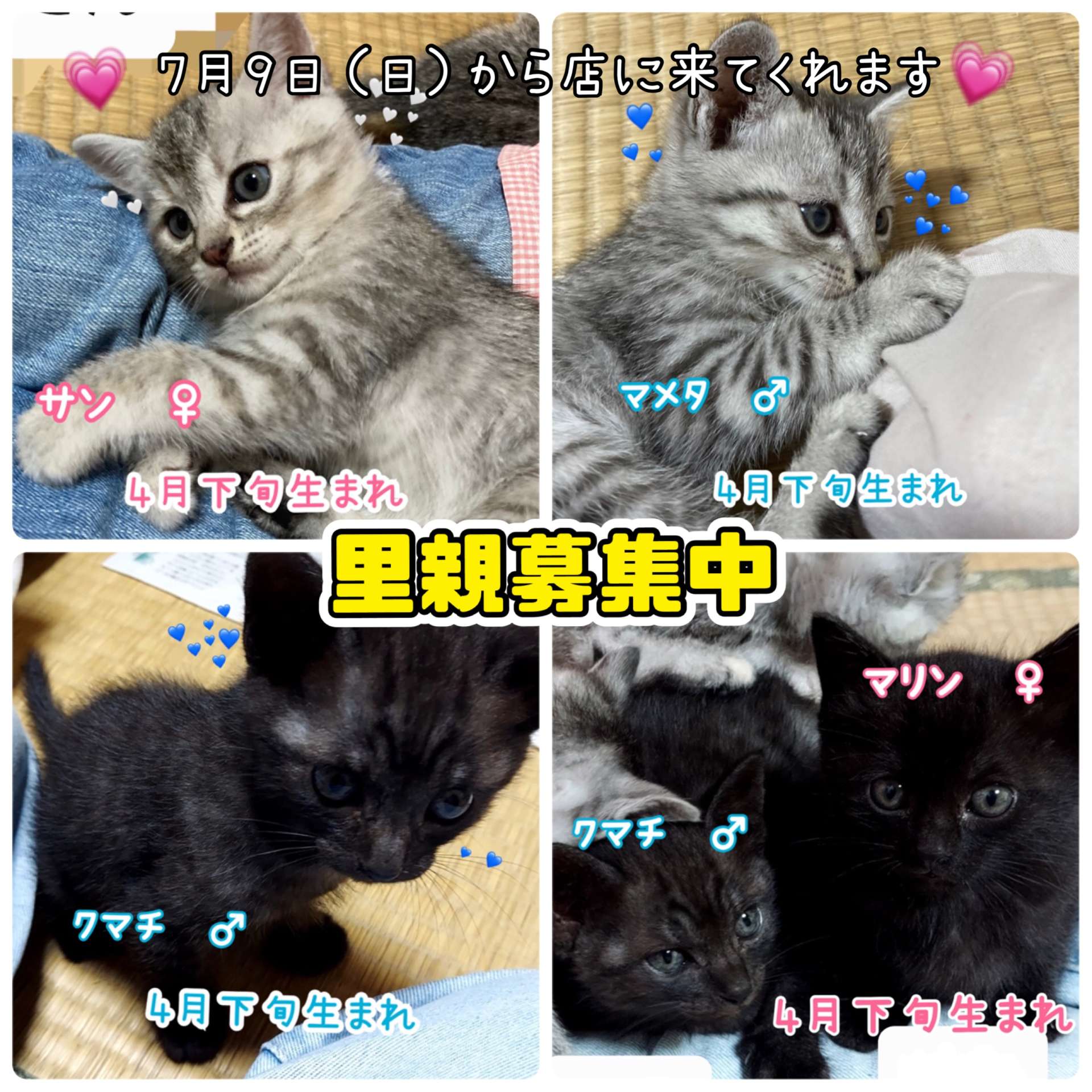 #猫　#里親募集　#黒猫　#キジトラ　#白茶　#グレトラ