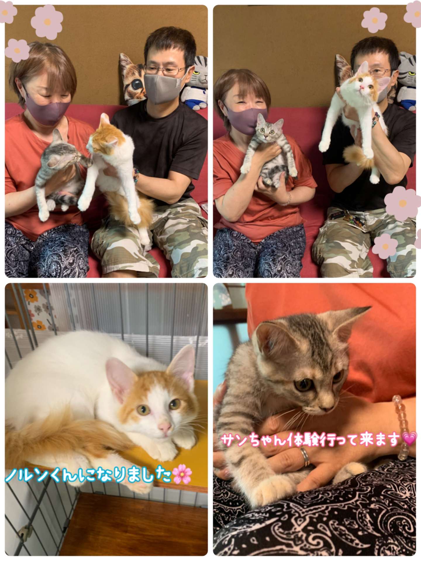 #猫　#保護猫　#里親体験　#ノルンくんになりました　#マメタくん体験行って来ます