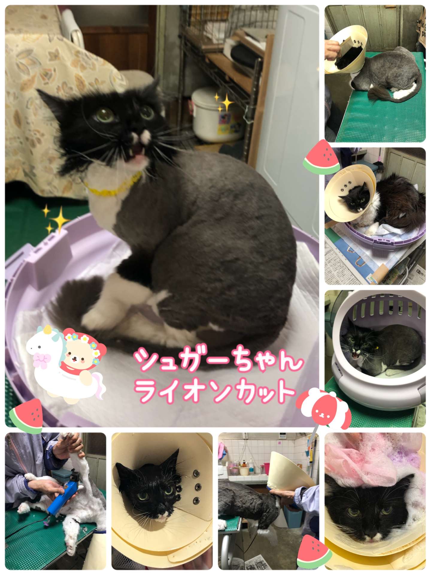 #猫　#猫シャンプー　#ライオンカット　#シュガーちゃん