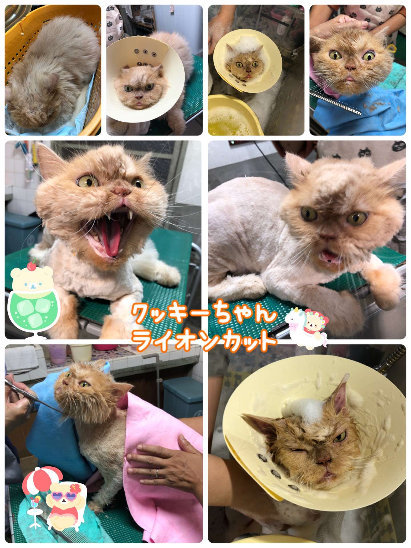 #猫　#ライオンカット　#猫美容　#ルナちゃん　#クッキーちゃん